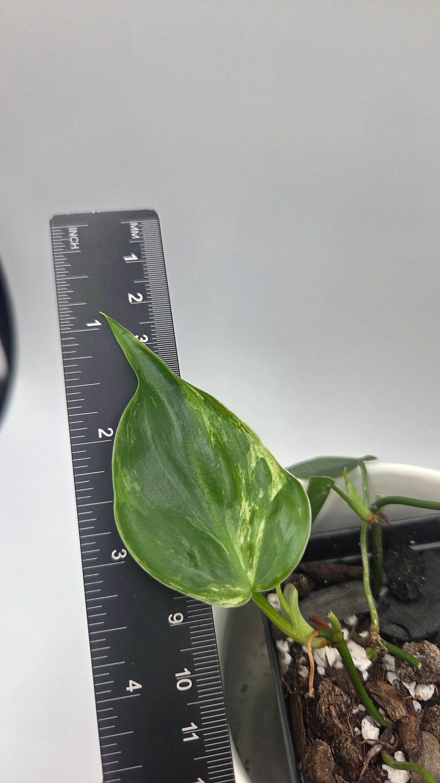Philodendron Hederaceum Variegata (PHI-1064)