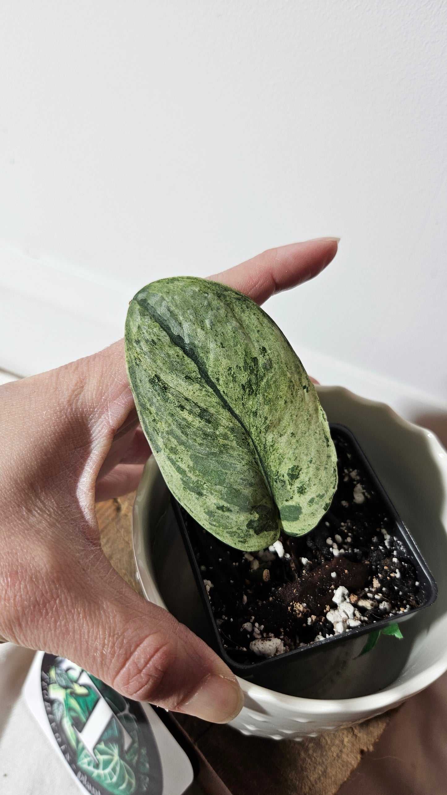 Scindapsus Black Dragon Variegata (SCI-618)