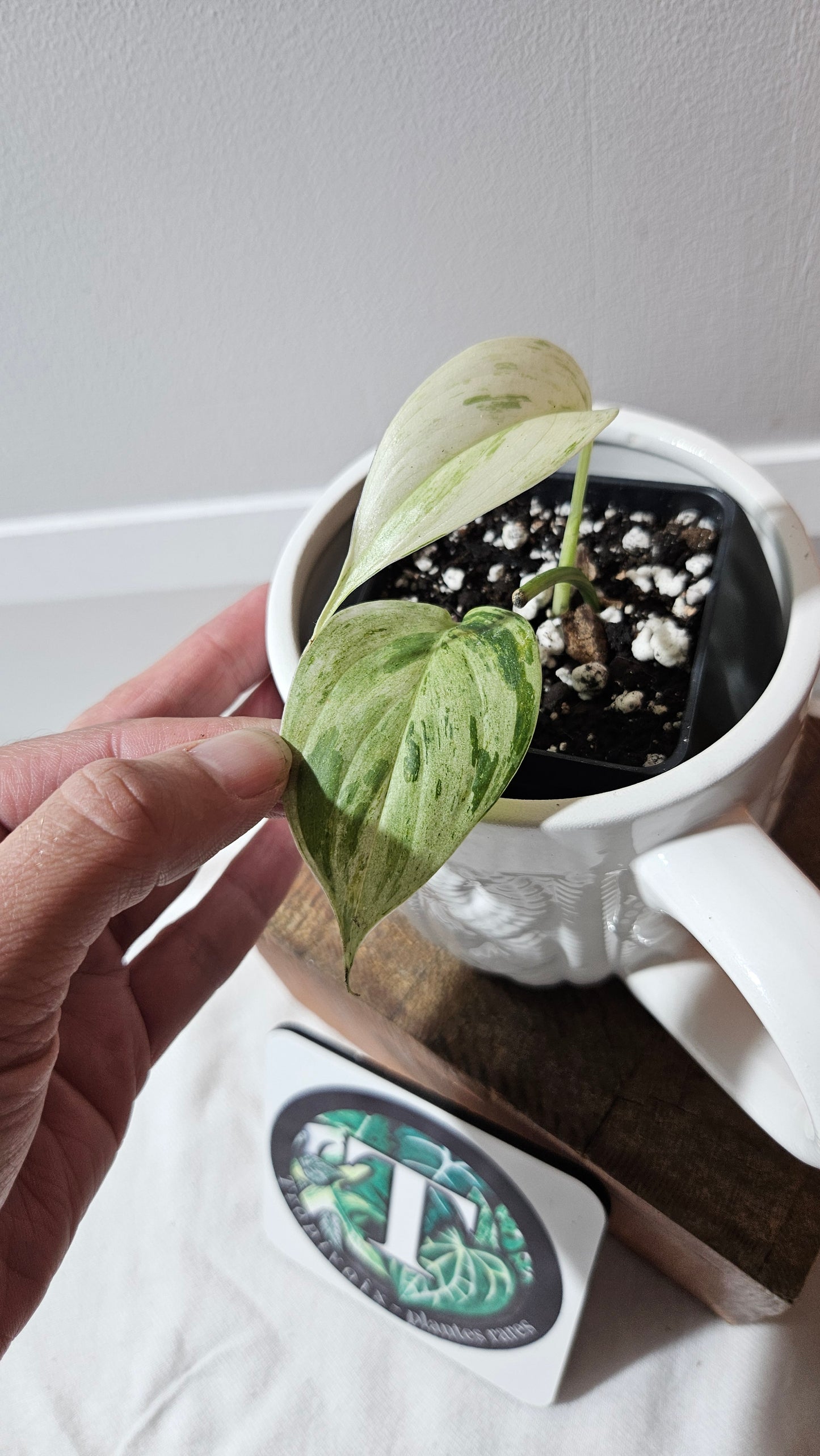 Scindapsus Blue Salaka (SCI-1163)