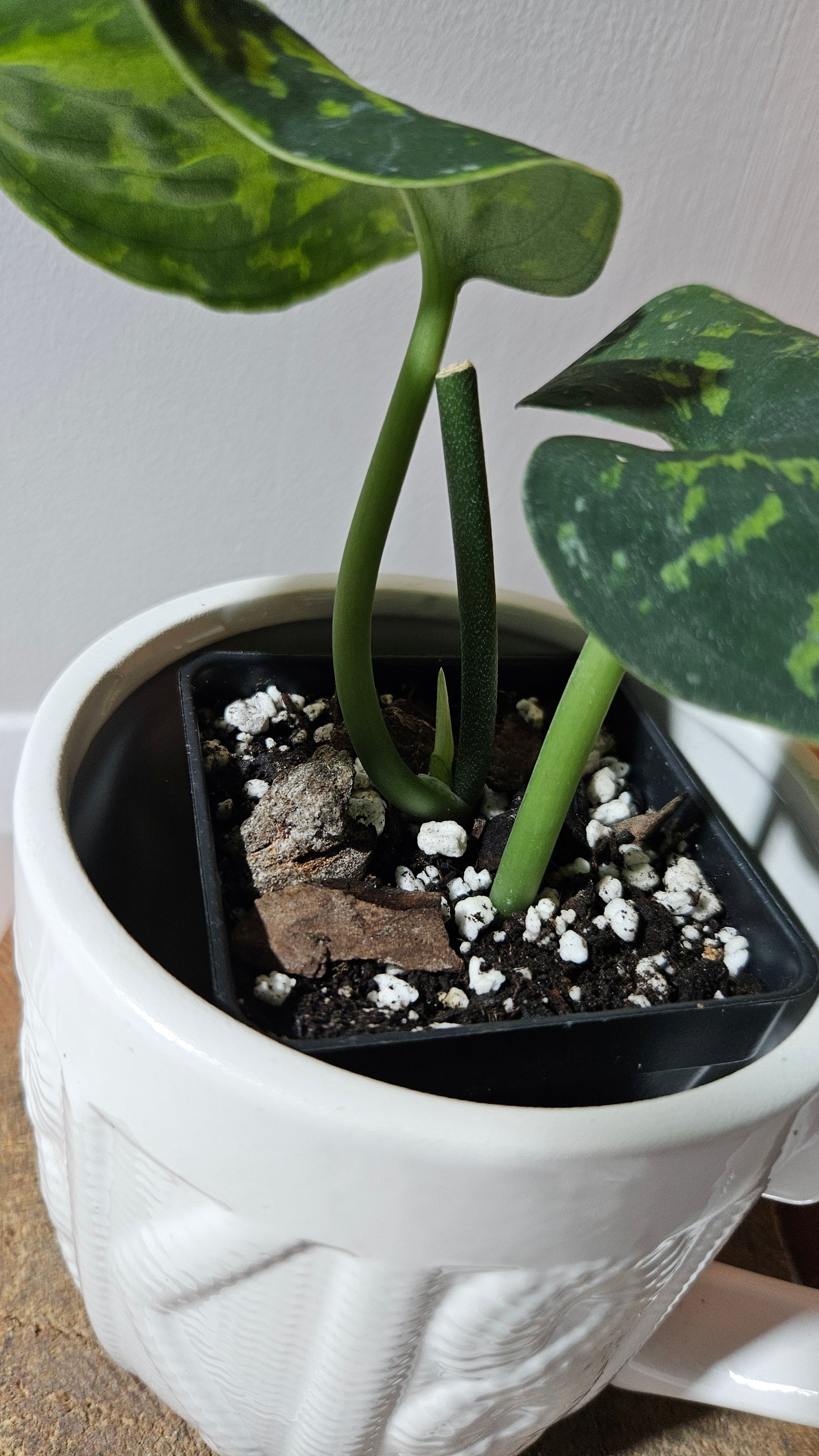 Scindapsus Macan (SCI-1111)