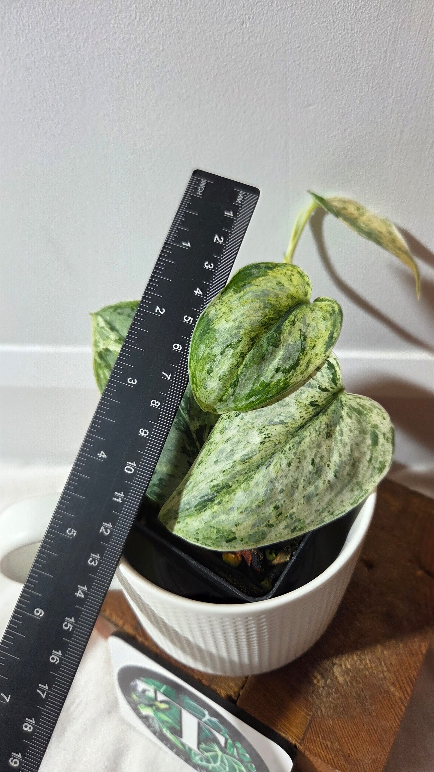 Scindapsus Peasun (SCI-1059)
