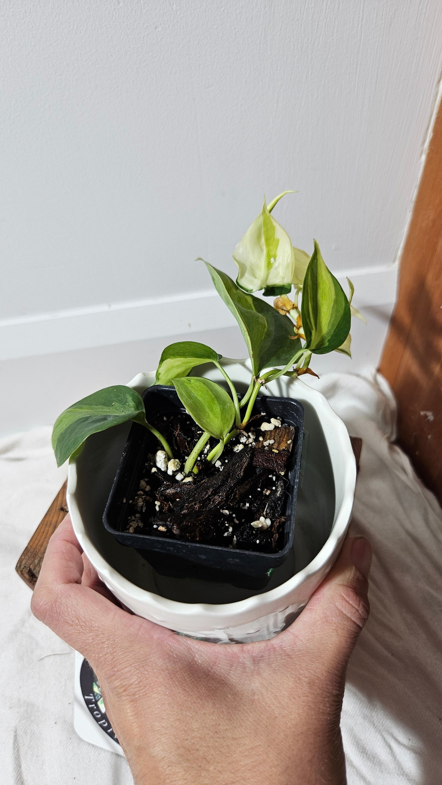 Philodendron Hederaceum Cream Splash (PHI-607)