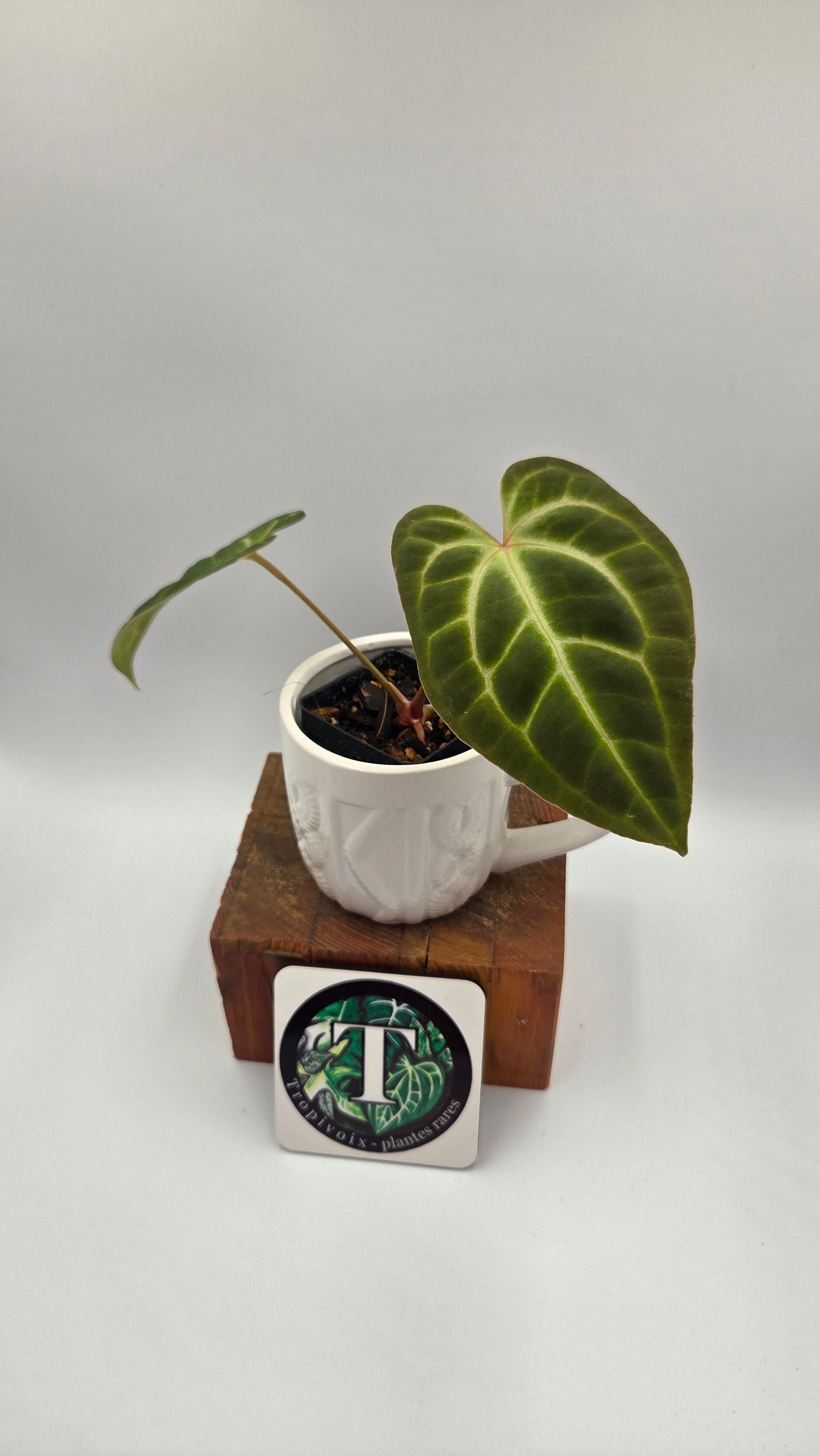 Anthurium Besseae Aff Pink "Format MOYEN" (ANT-675)