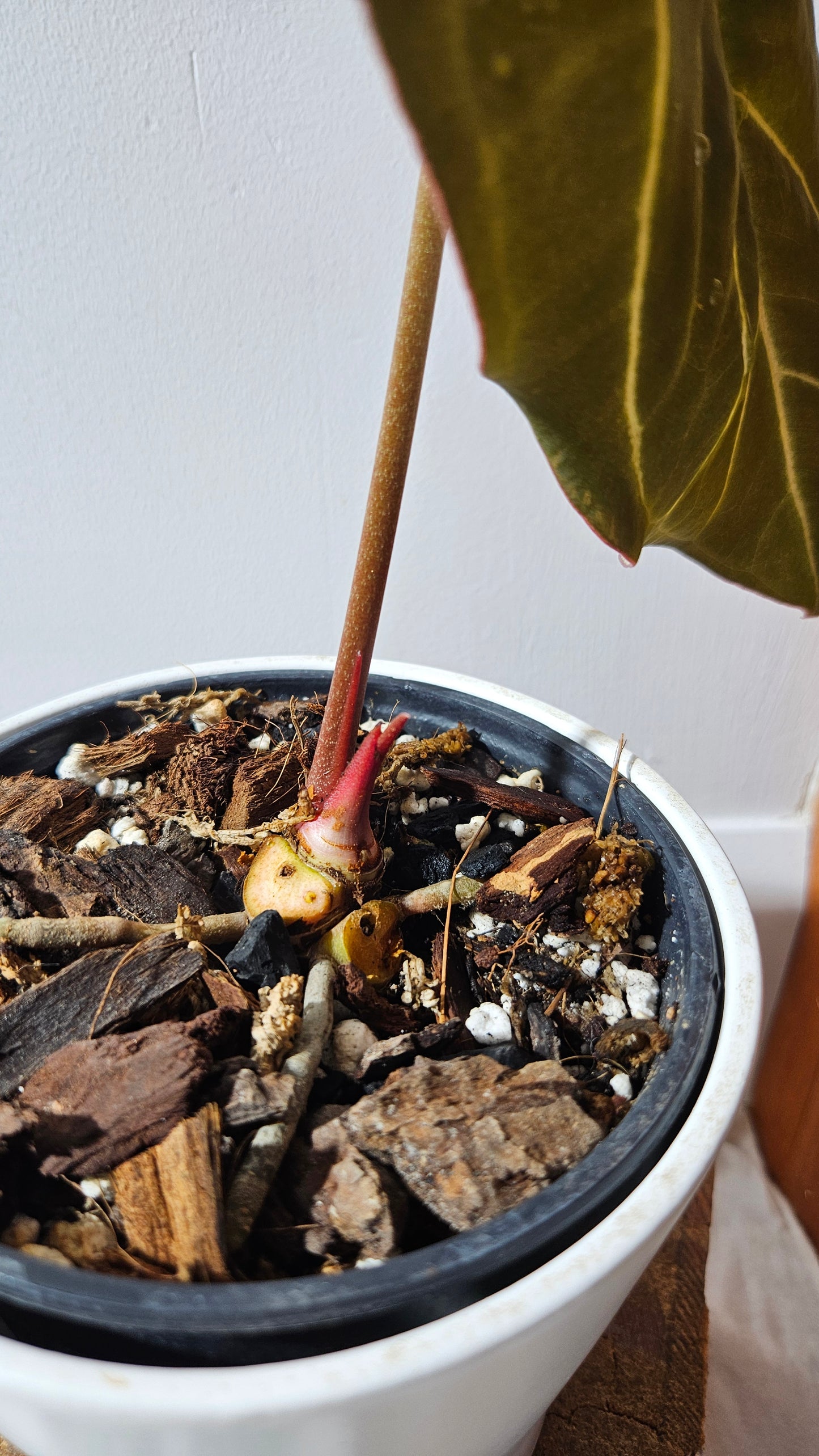 Anthurium Dressleri × Hoffmanii "format LARGE" (ANT-542)