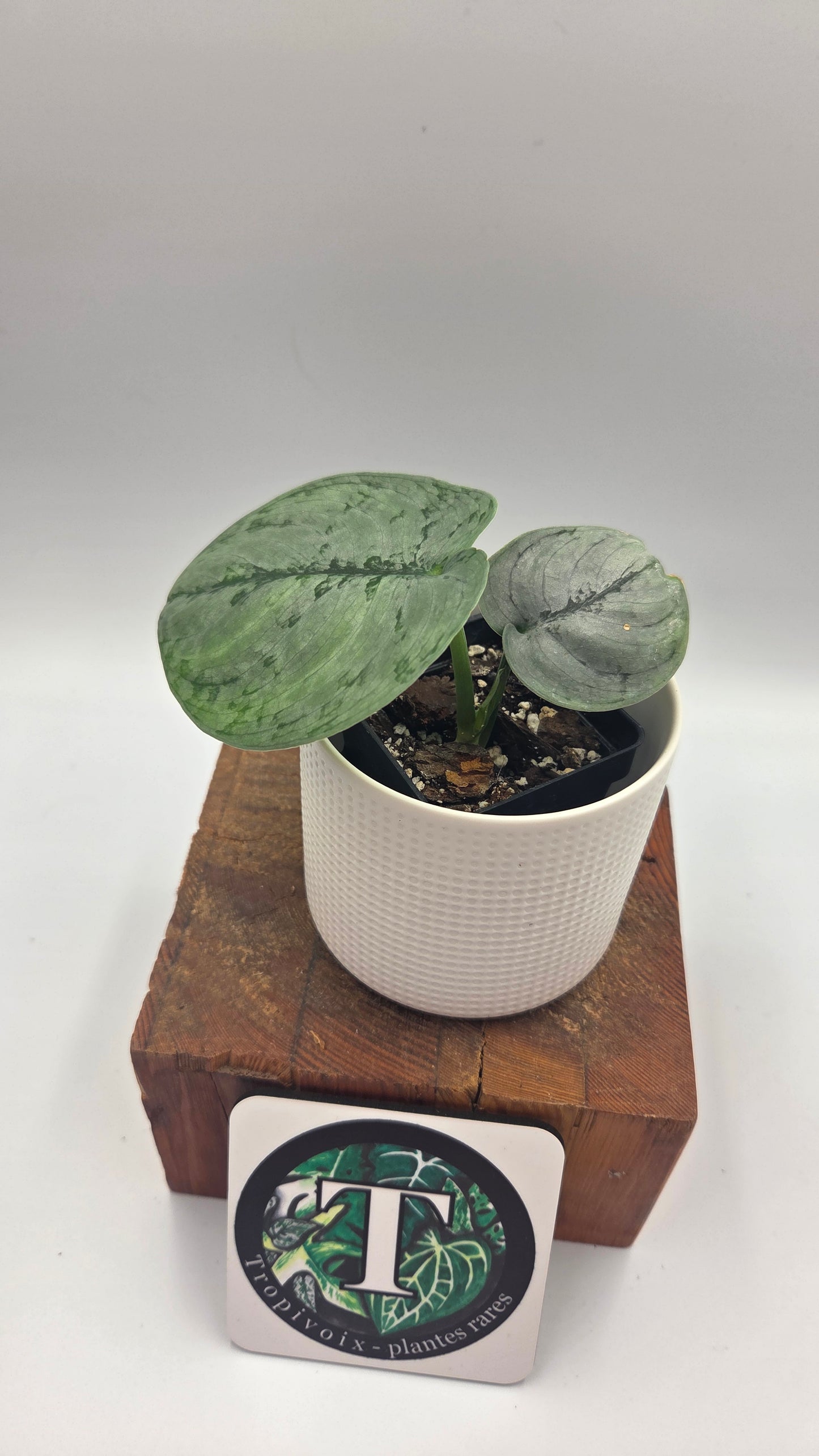 Scindapsus Silver Lava (SCI-1498)