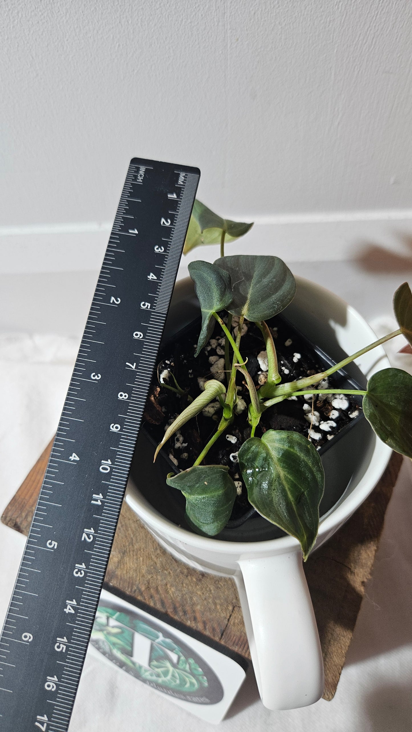 Philodendron Glorious (PHI-954)