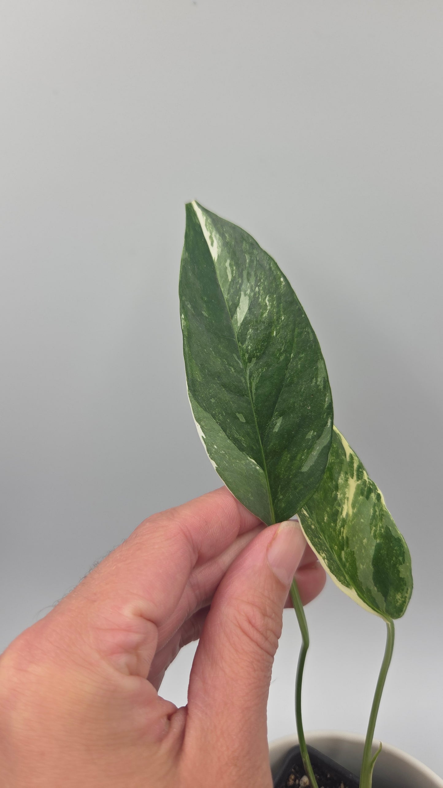 Epipremnum pinnatum Albo (EPI-250)