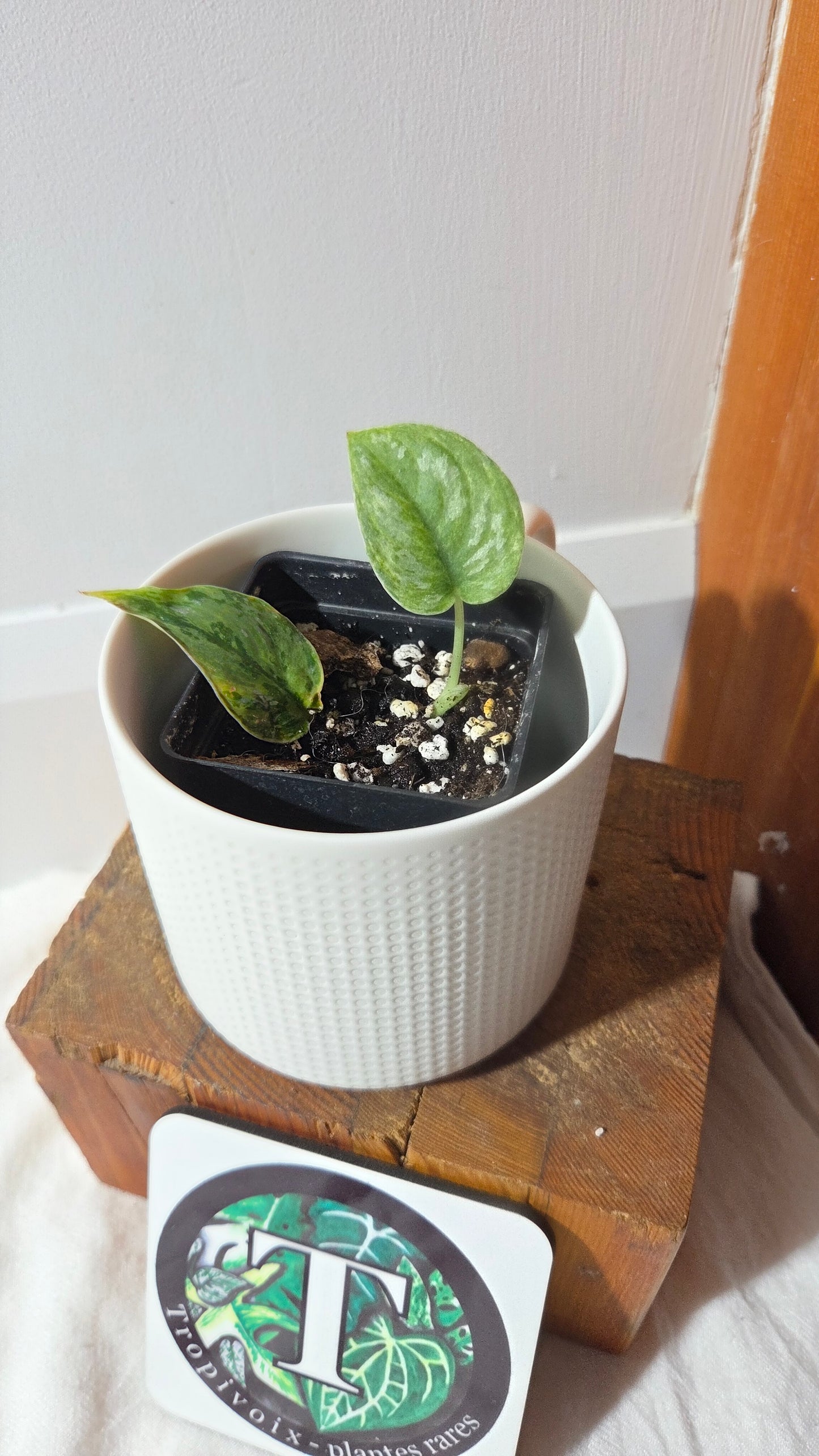 Scindapsus Blue Sky (SCI-1382)