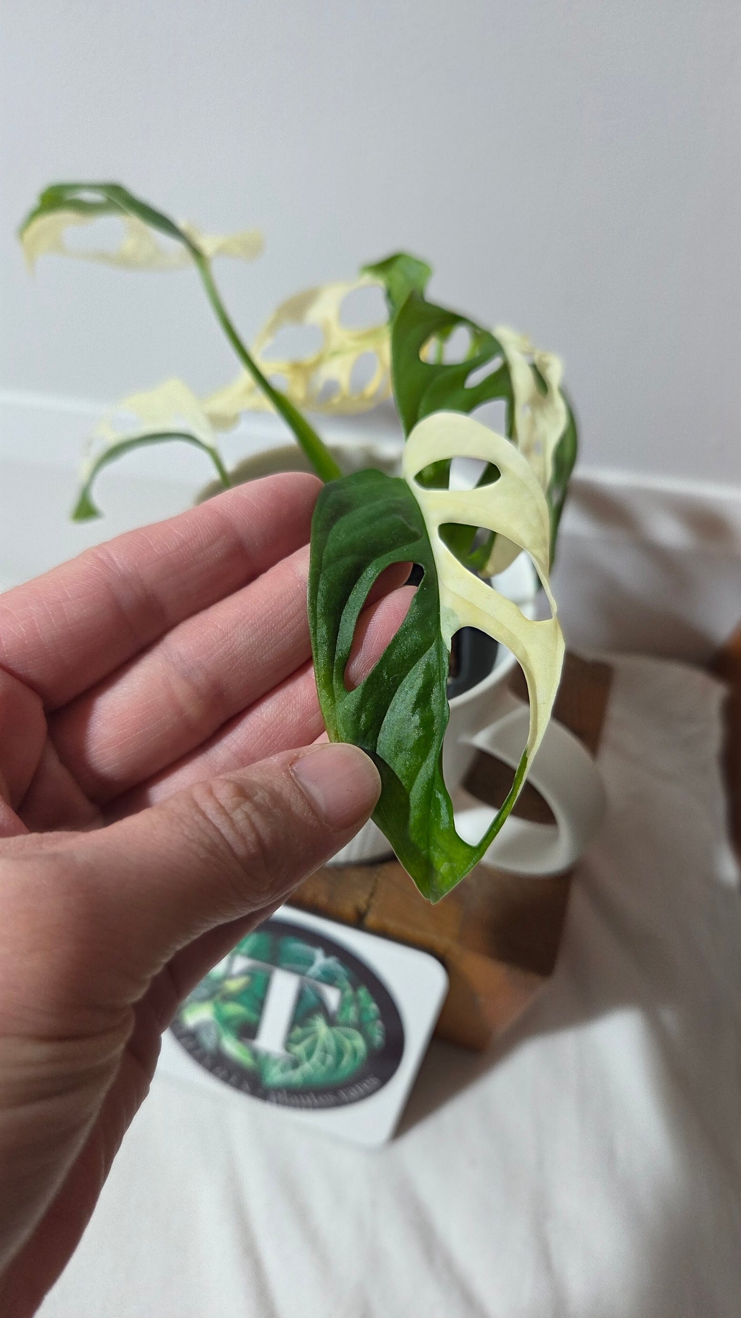 Monstera Andasonii Albo/ Génétique Half&Half (MON-507)