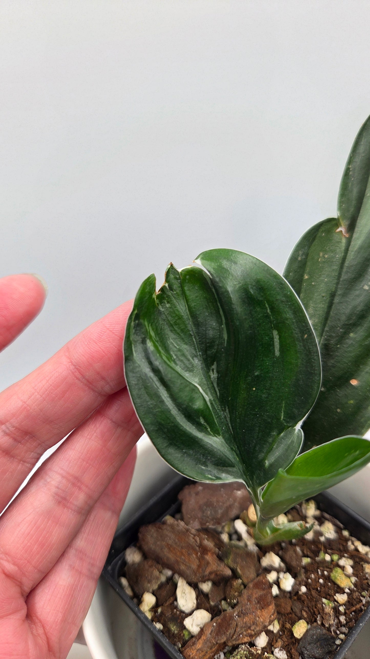 Scindapsus Treubii Dark Form silver (SCI-1011)