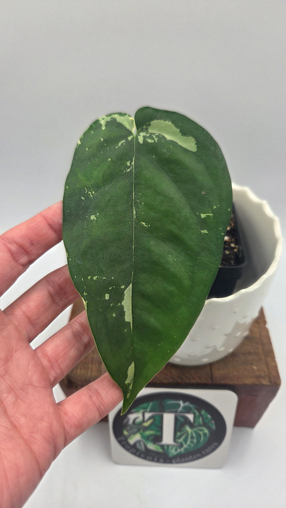 Syngonium Chiapense Albo (SYN-450)