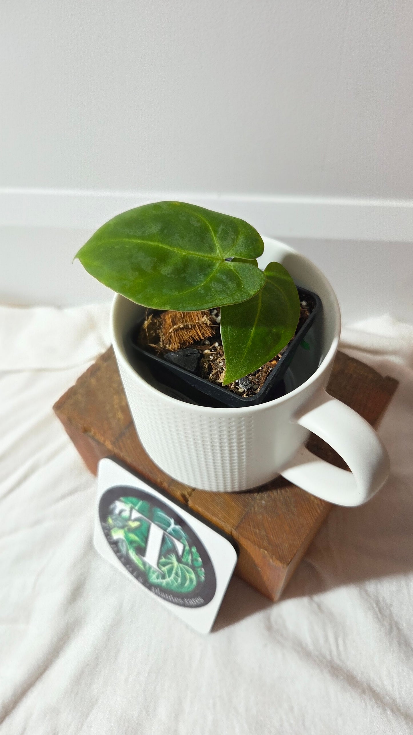 Anthurium  Papillilaminum Hybrid "format PETIT" (ANT-662)