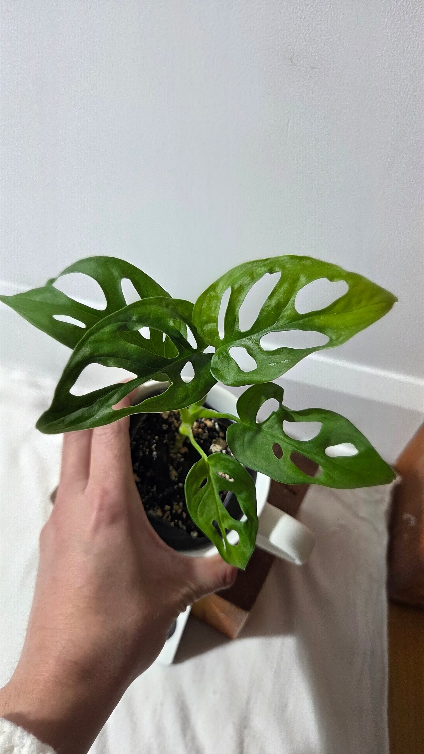Monstera Obliqua Aff Cenepa (MON-428)