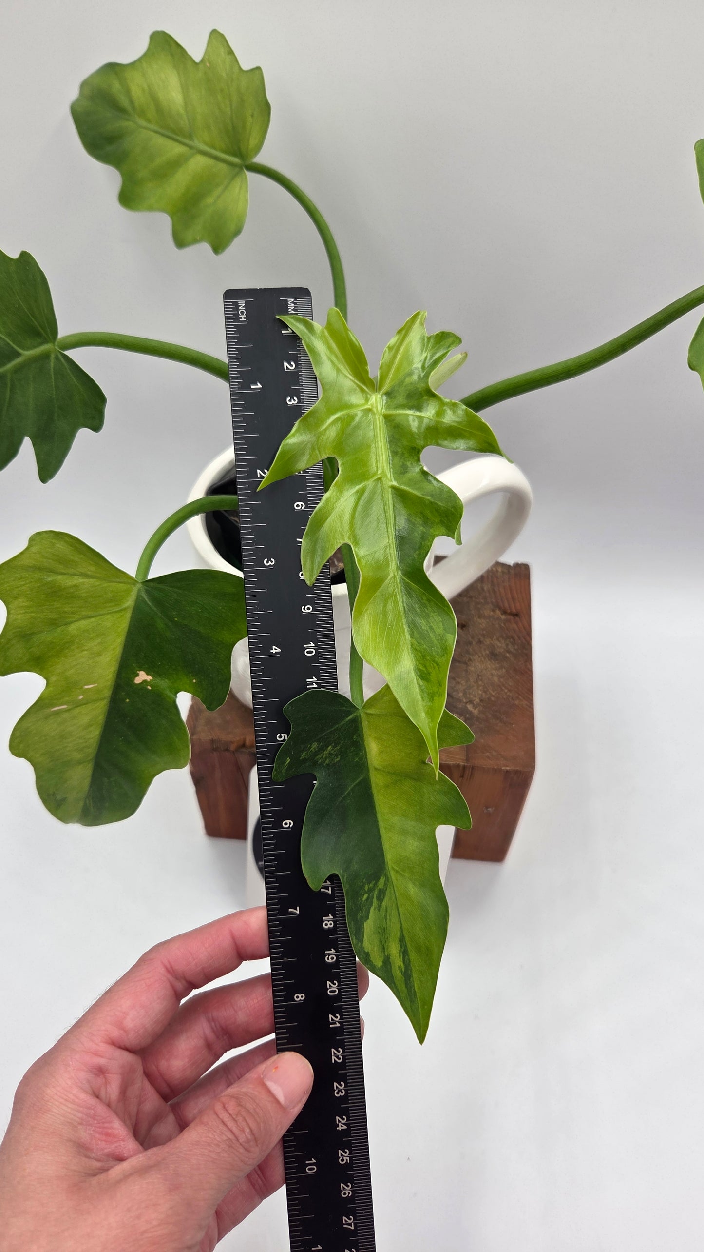 Philodendron Radiatum Variegata (PHI-1020)