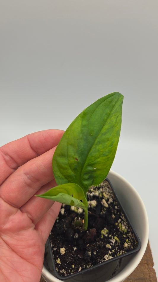 Monstera Andasonii Aurea (MON-218)