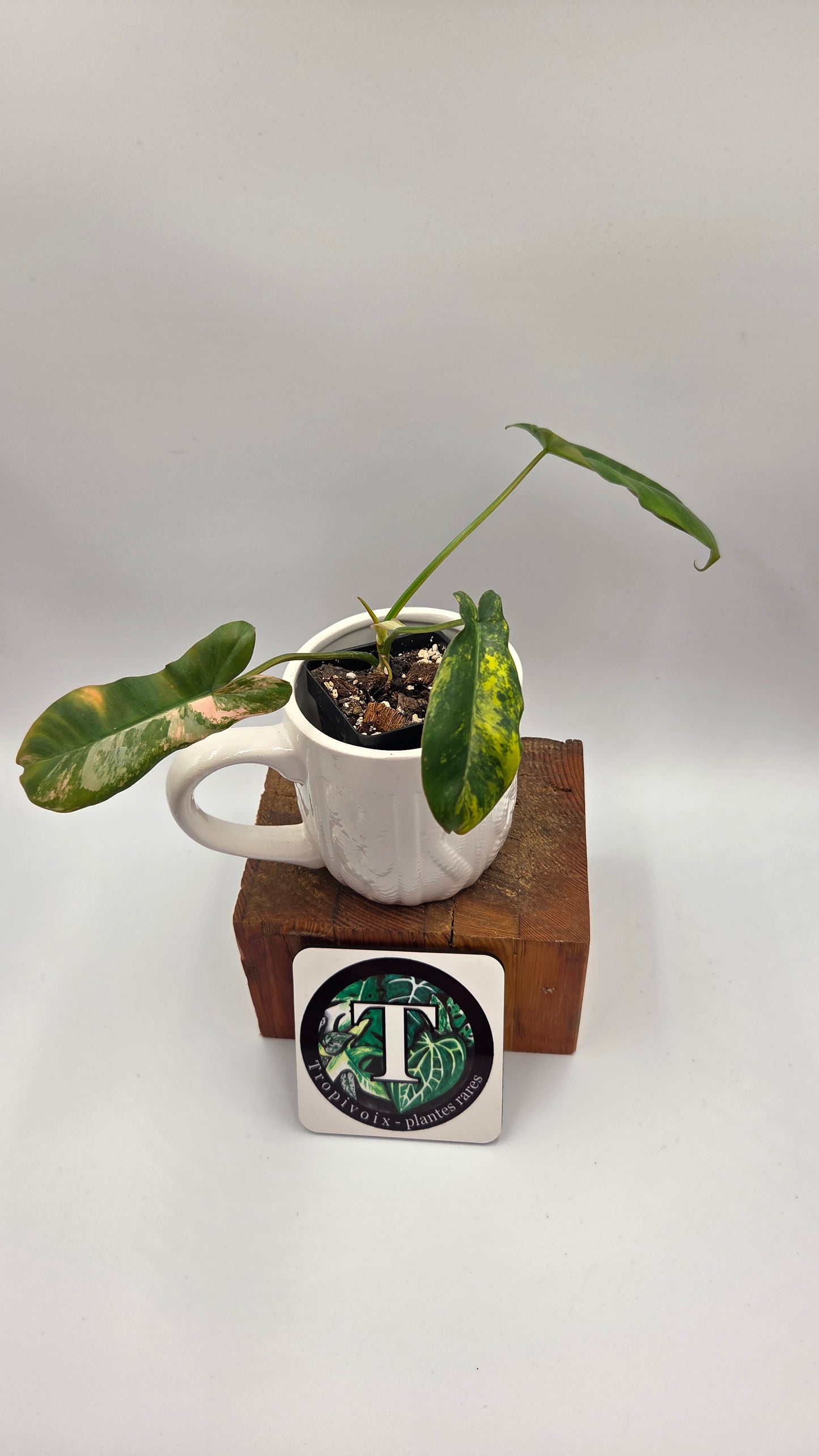 Philodendron Paradise Beauty (FloridaBeautyXParaiso Verde)(PHI-1022)