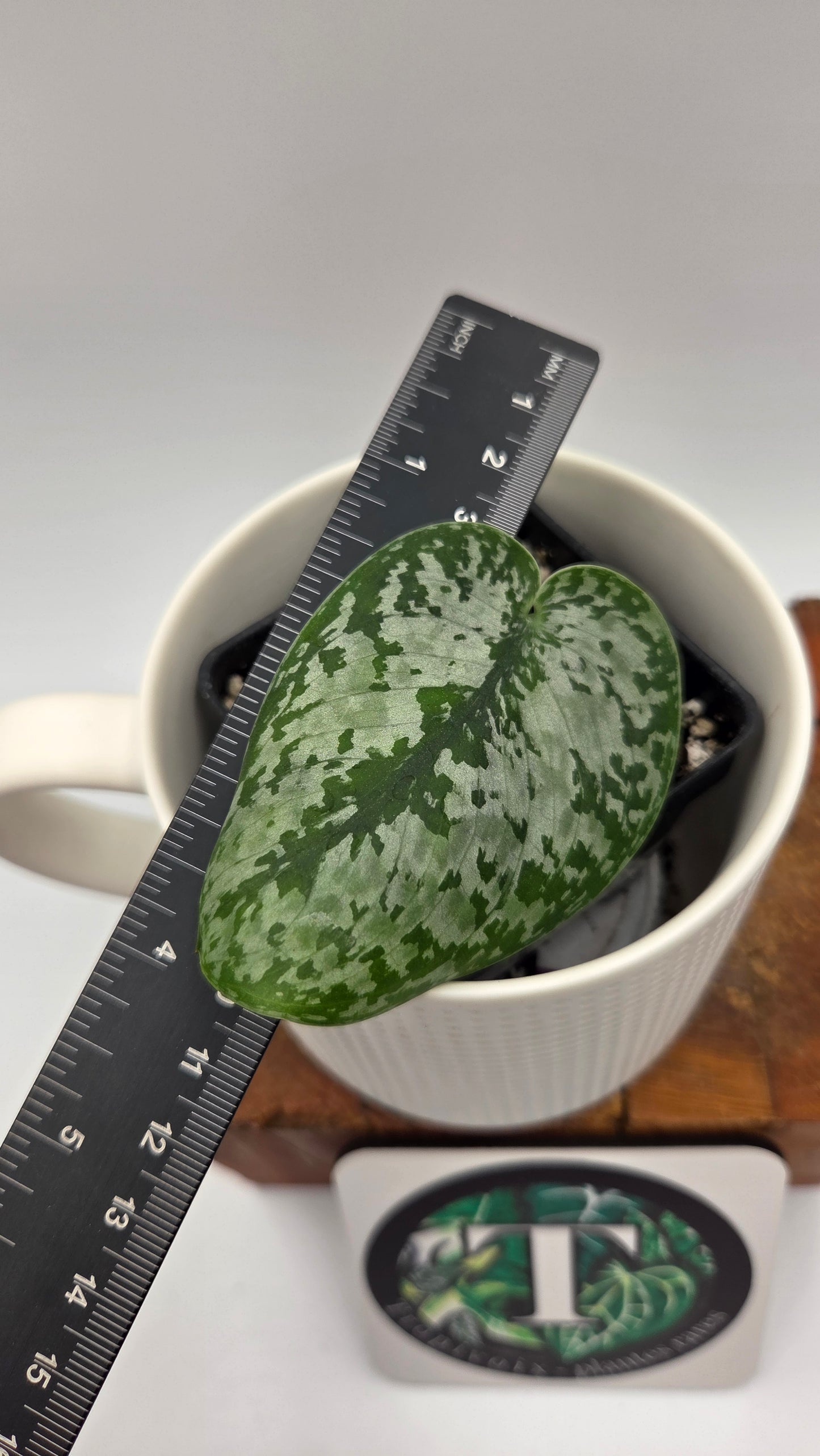 Scindapsus Green Splash (SCI-1440)