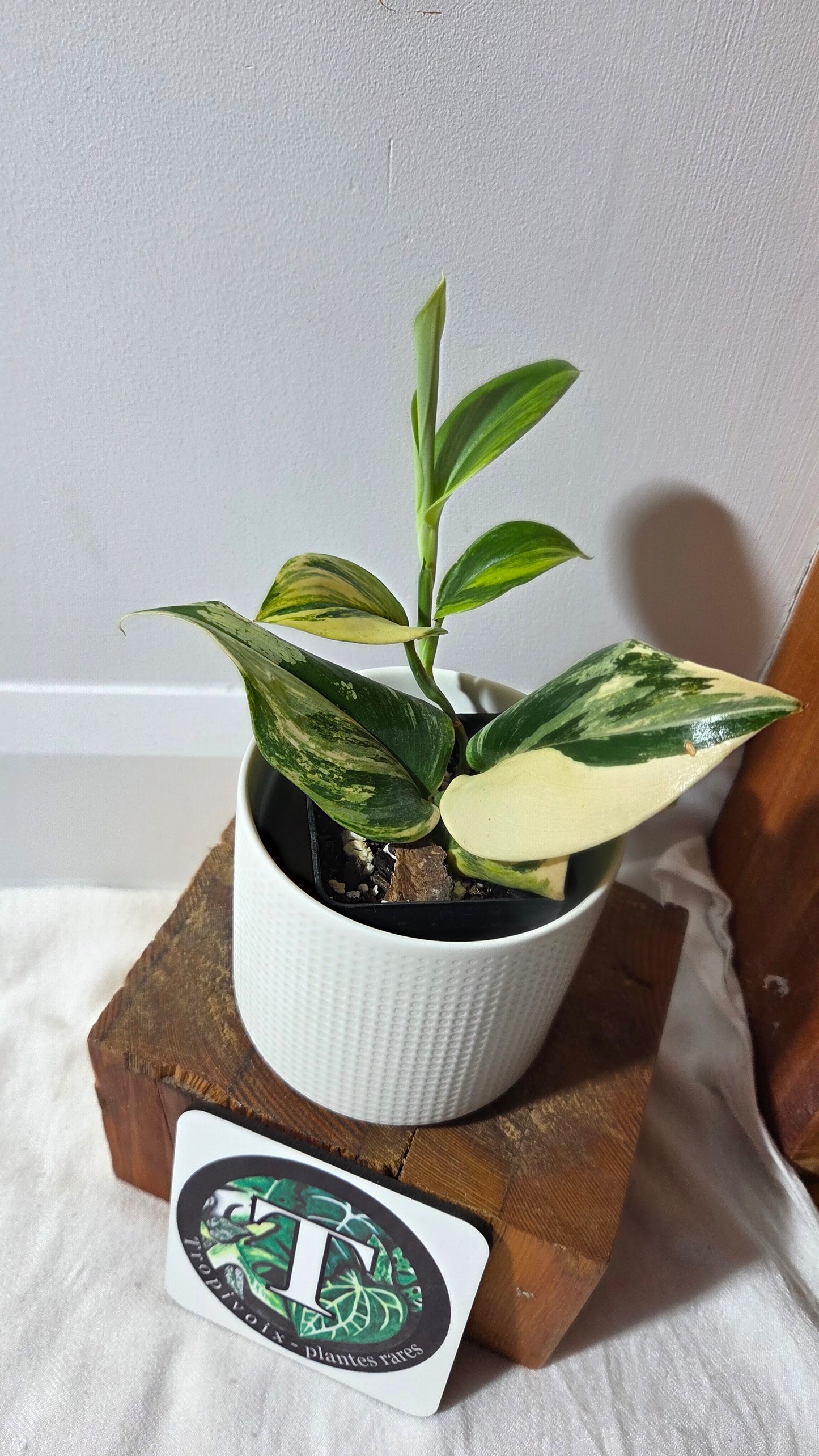 Scindapsus Rubicon (SCI-1396)