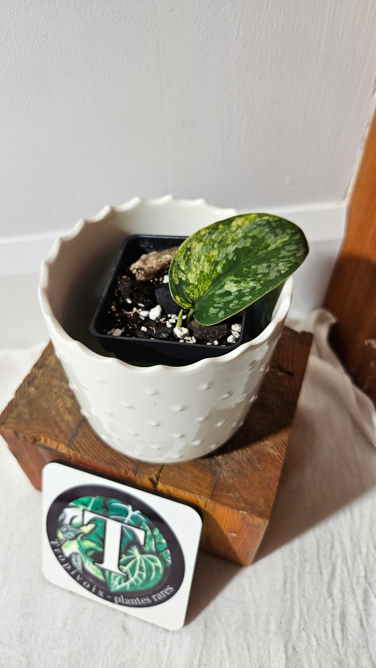 Scindapsus Rajatapura Aurea (SCI-1020)