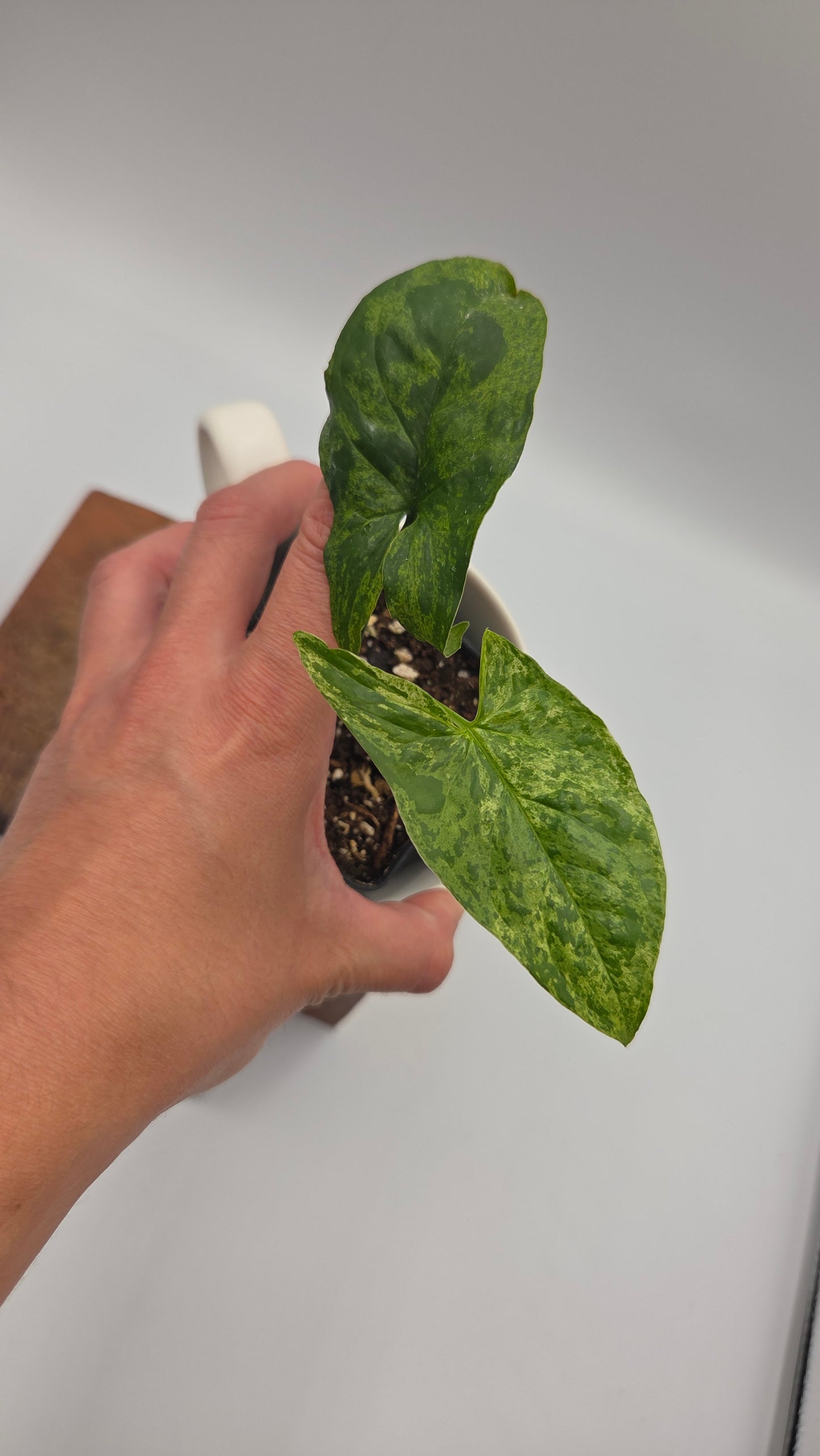 Syngonium Mojito (SYN-514)