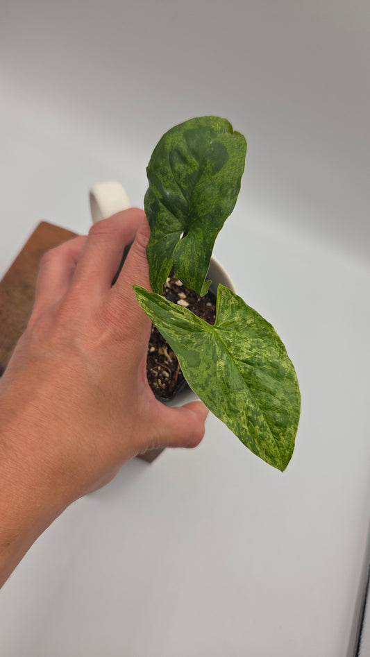 Syngonium Mojito (SYN-514)