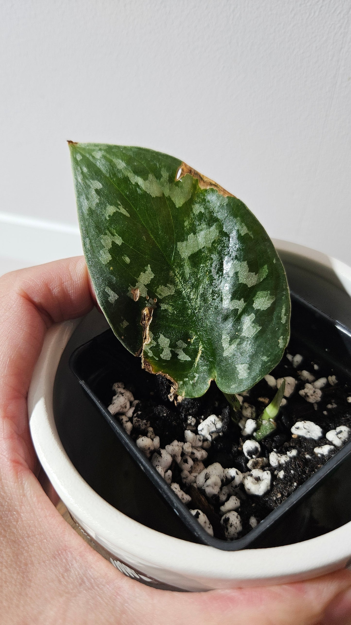 Scindapsus Exotica Batik (SCI-1285)