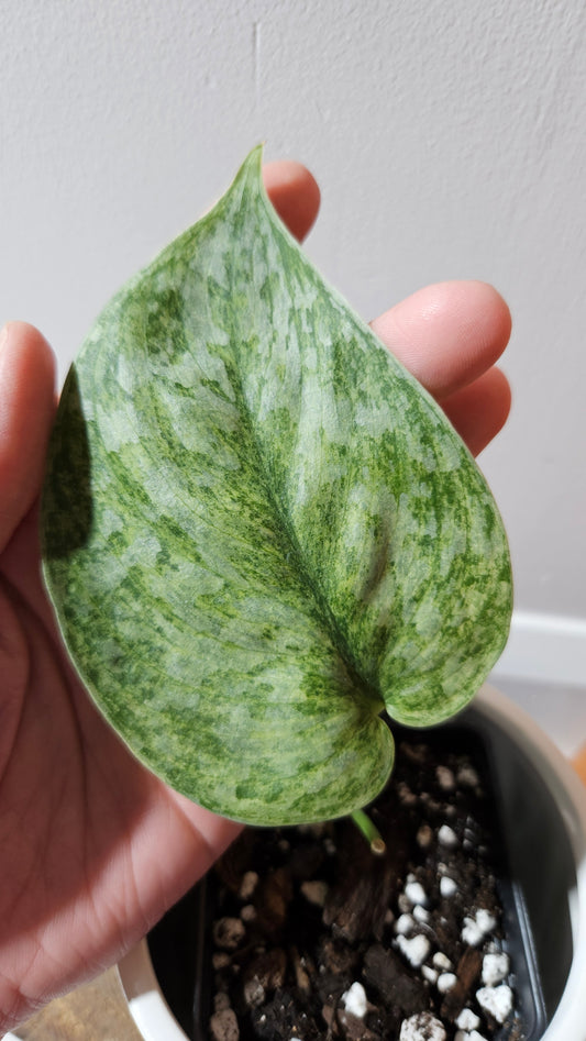 Scindapsus Exotica Pictus mint (SCI-1123)