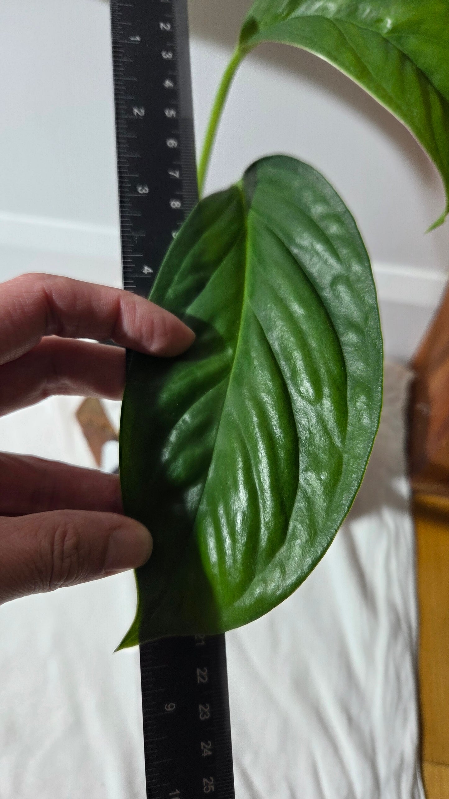 Monstera Obliqua Aff Calacali (MON-161)