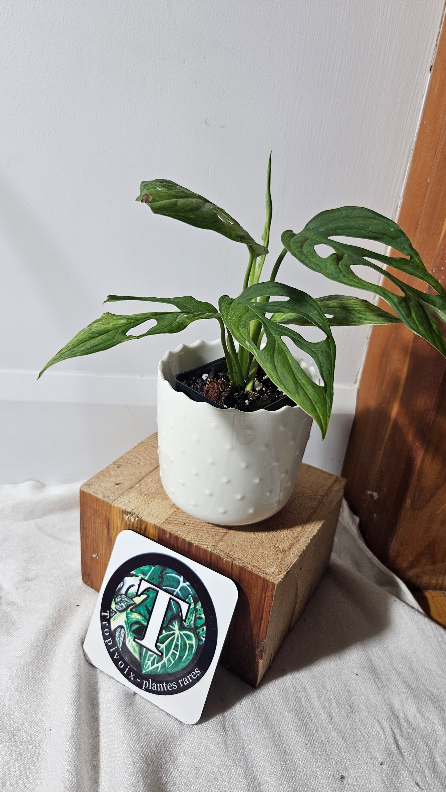 Monstera Andasonii Mint/Indo (MON-351)