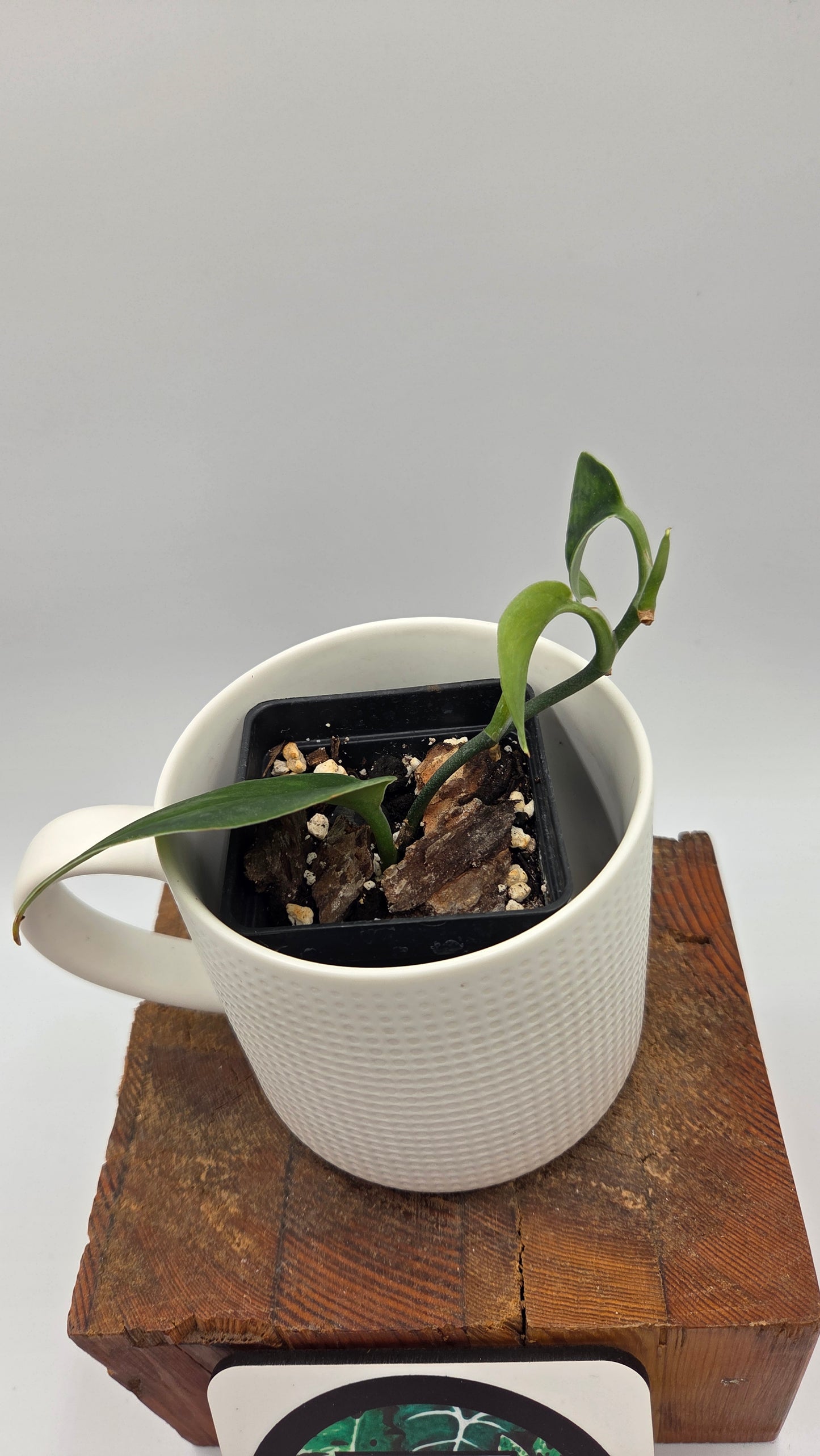 Scindapsus Blurik (SCI-1295)