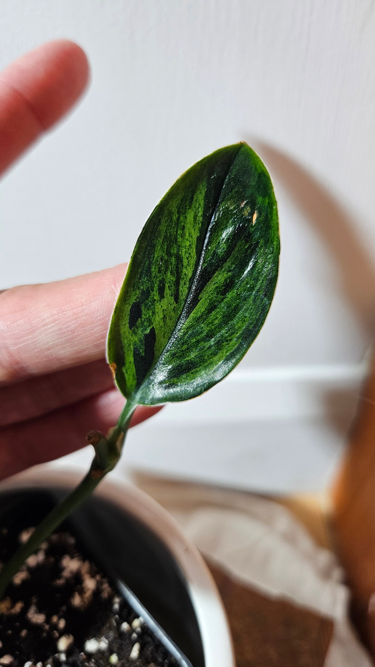 Scindapsus Treubii Dark Form Néon/Mutation (SCI-1273)
