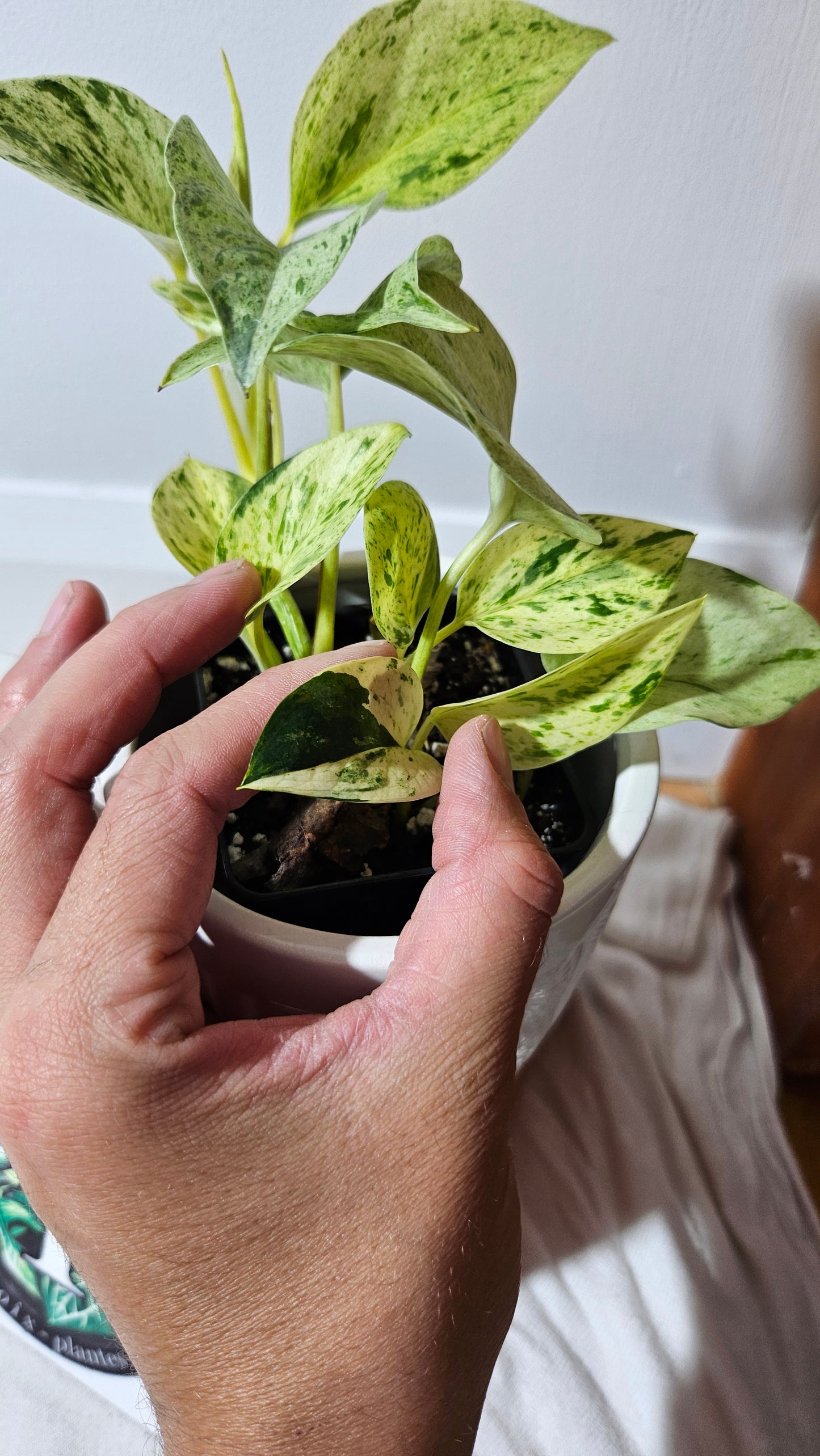 Epipremnum Aureum Marble Queen "version Snow Queen" (EPI-178)