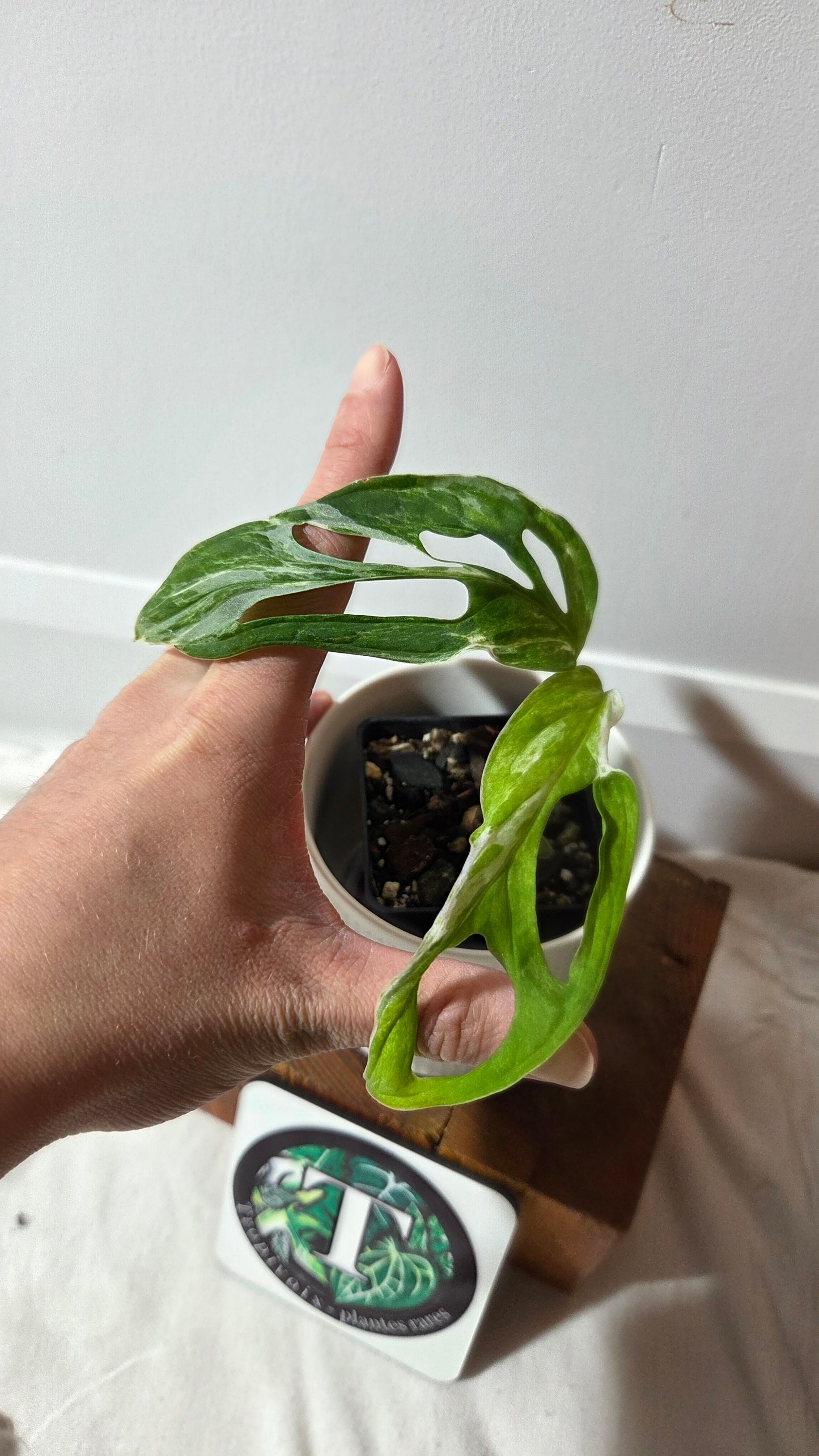 Monstera Andasonii Mint/Indo (MON-349)