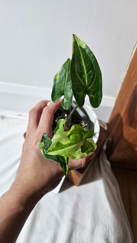Syngonium Three kings (SYN-445)