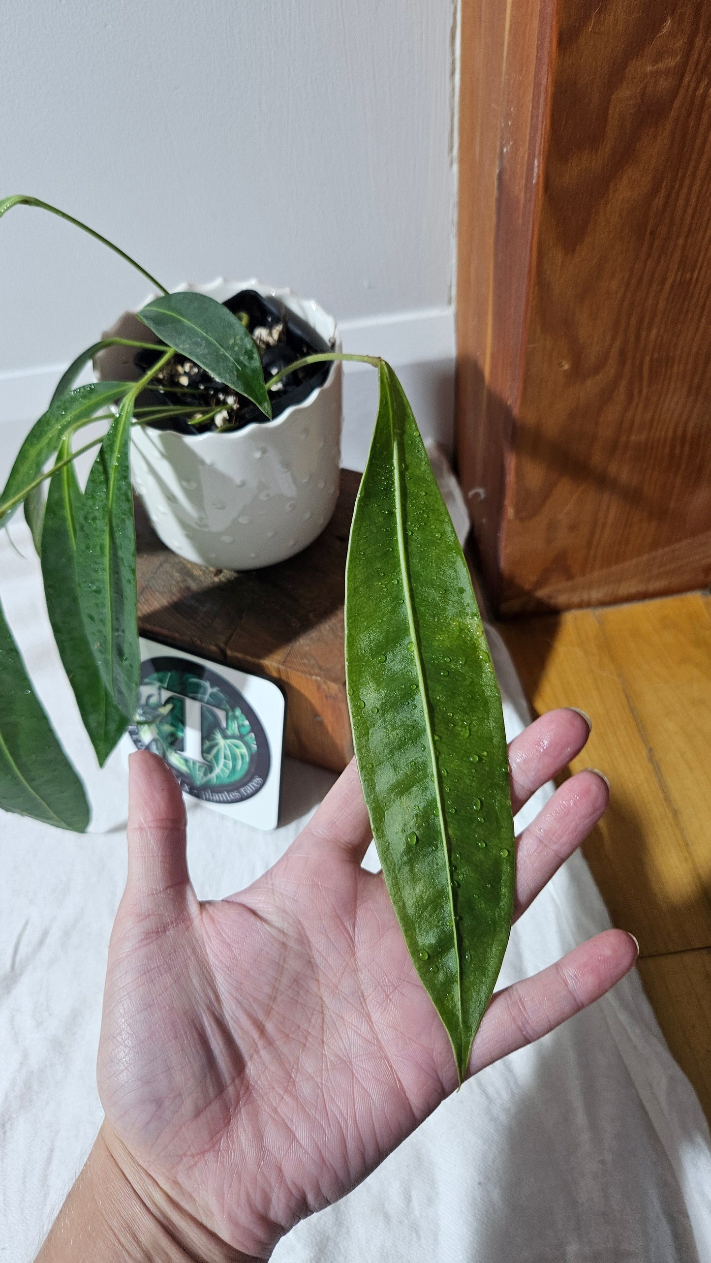 Anthurium Wendlingeri Aff "format MOYEN" (ANT-569)