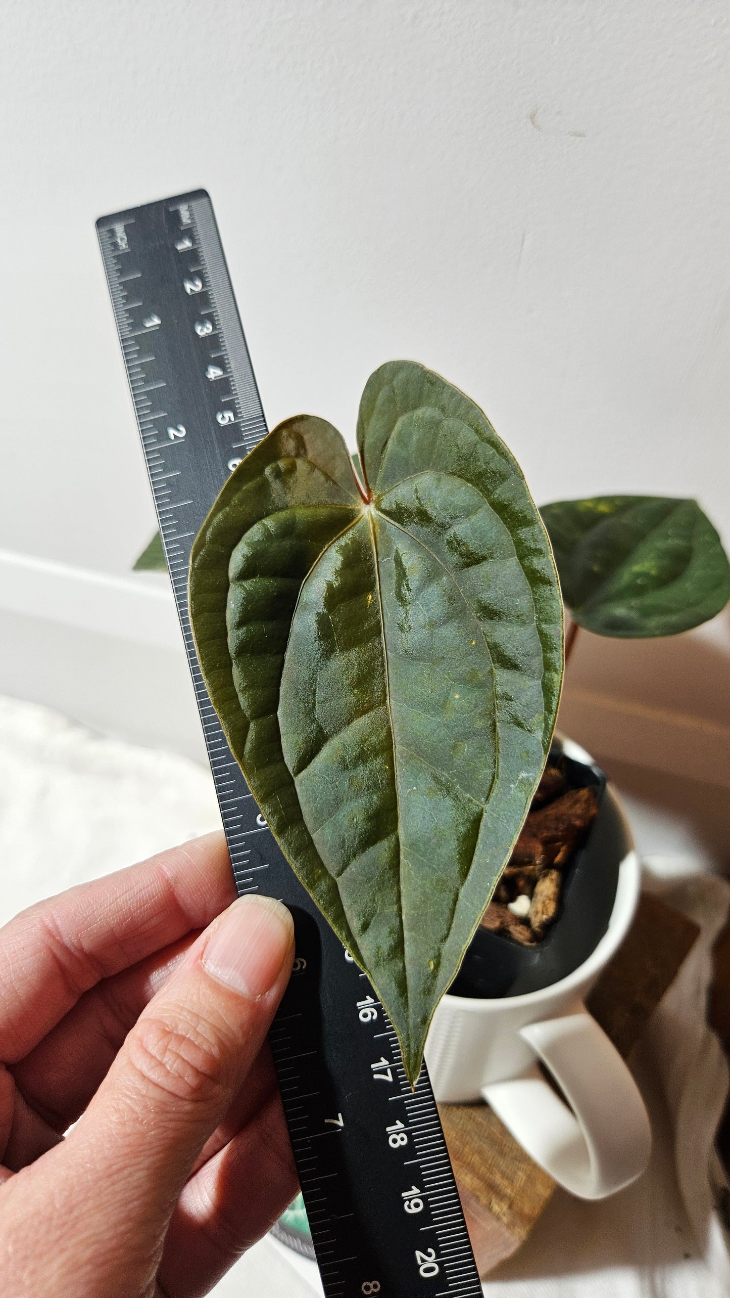 Anthurium Luxurians X Black Velvet Panama "format MOYEN" (ANT-639)