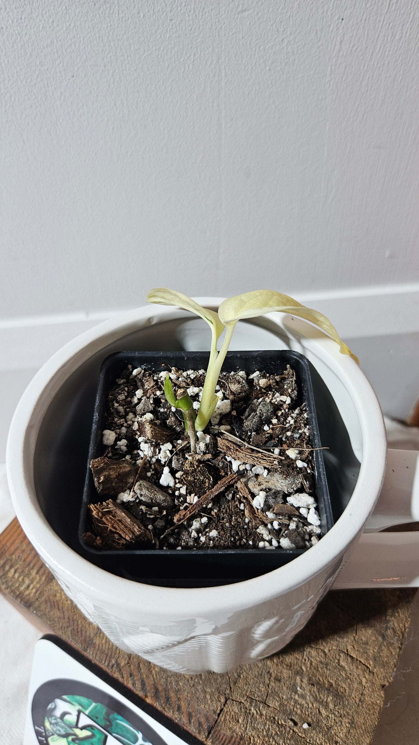Monstera Andasonii Archipelago Ghost (MON-470)