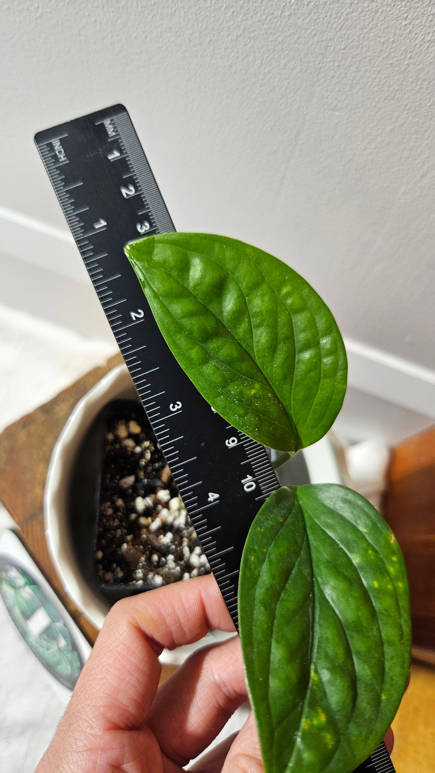 Monstera Pinnatipartita (MON-448)