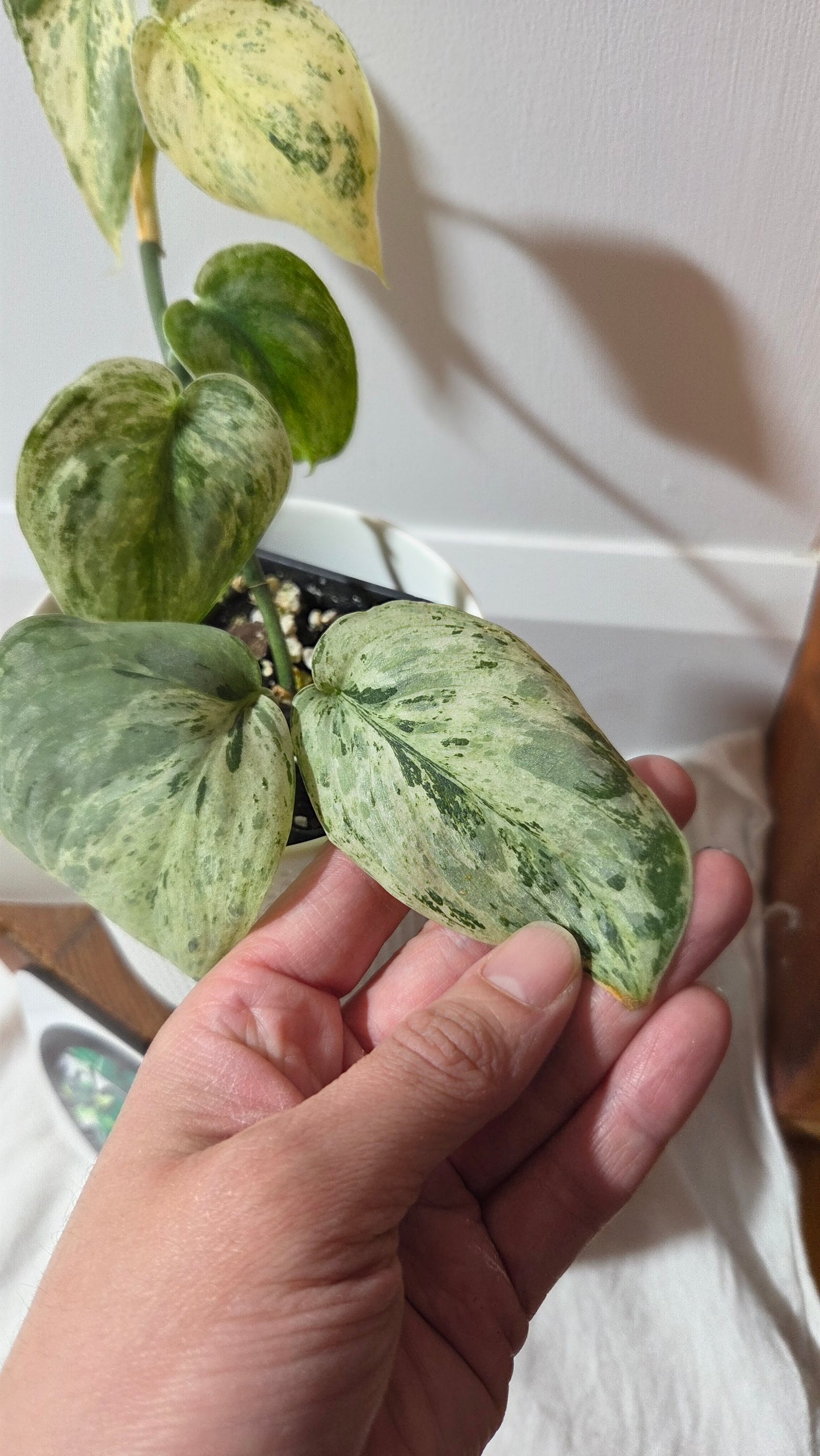 Scindapsus Peasun (SCI-1248)