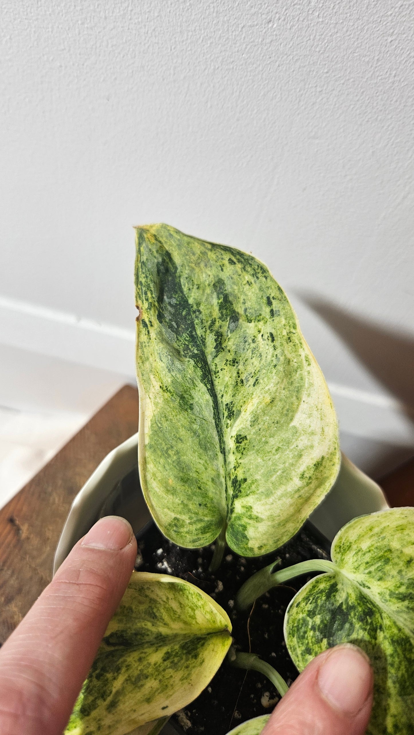 Scindapsus Tembaga (SCI-954)