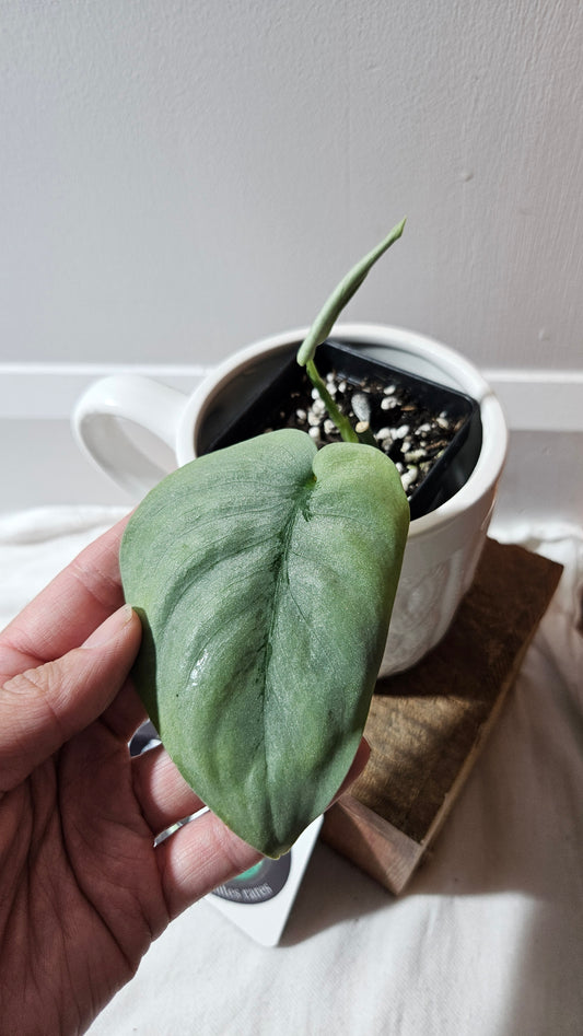 Scindapsus Platinum (SCI-1144)