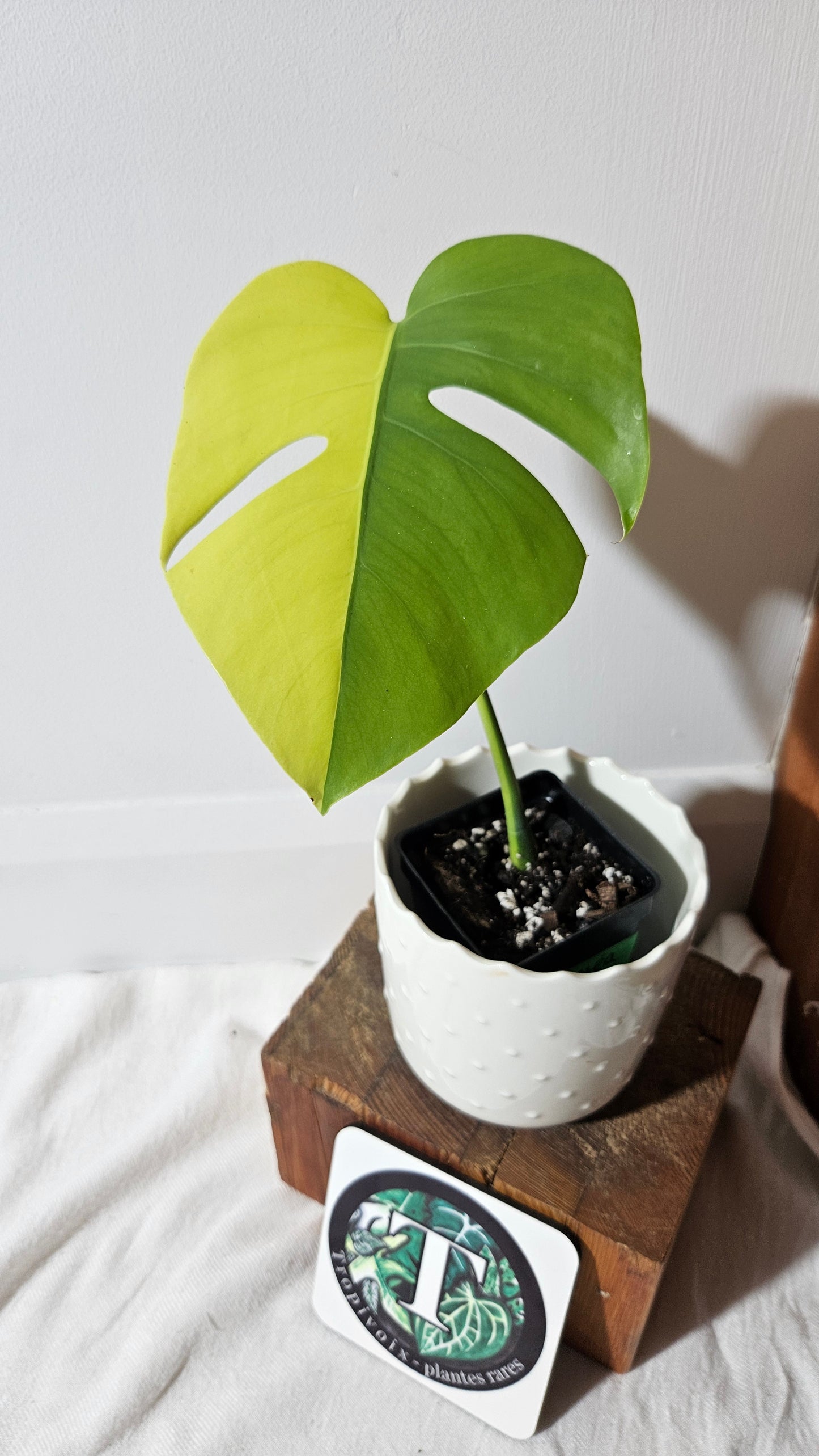 Monstera Aurea "half&half"(MON-413)
