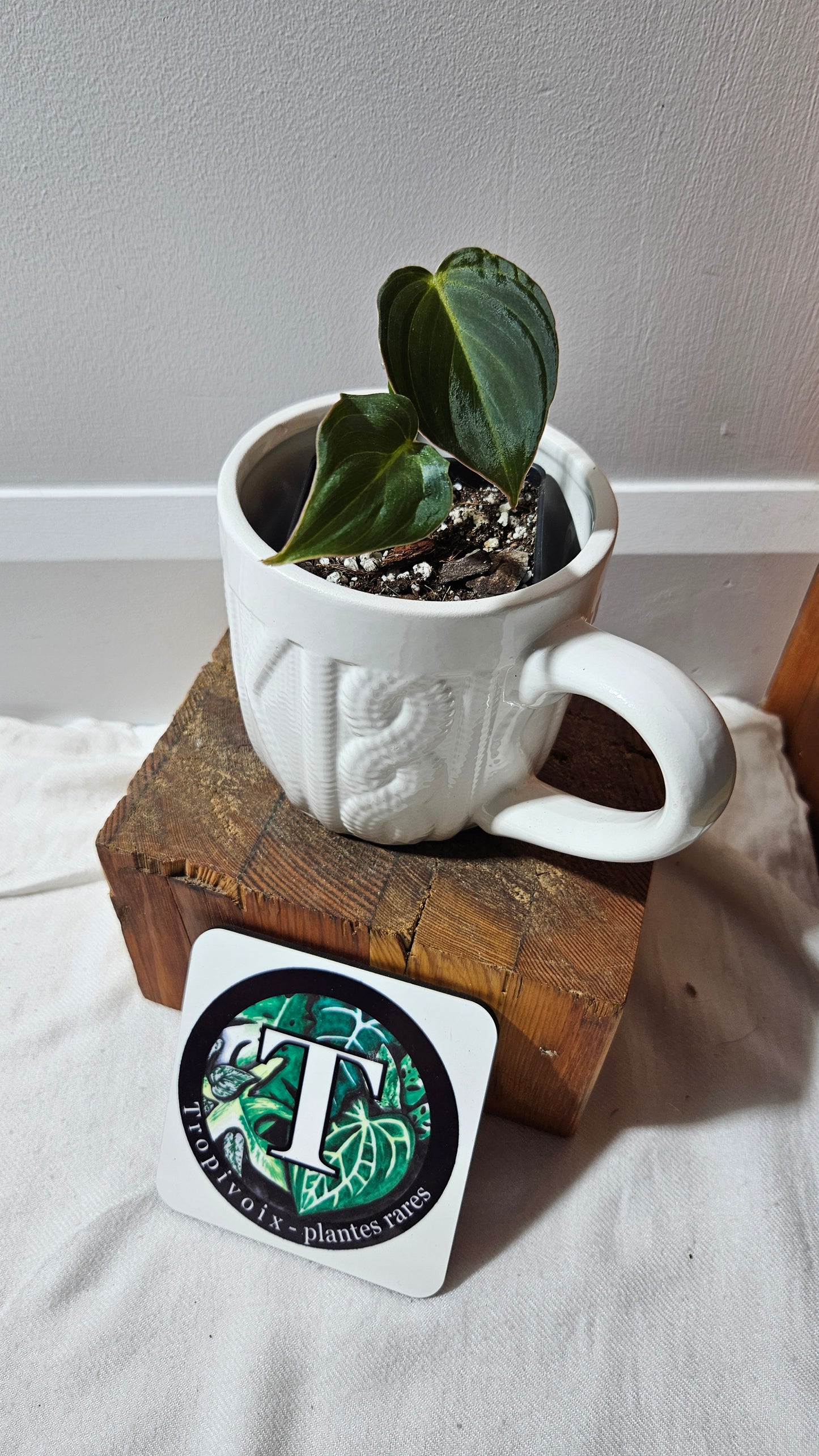 Philodendron Glorious (PHI-904)