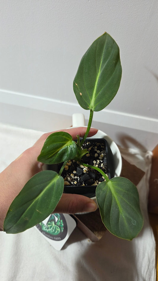 Philodendron Gloriosum x Plowmanii (PHI-1002)