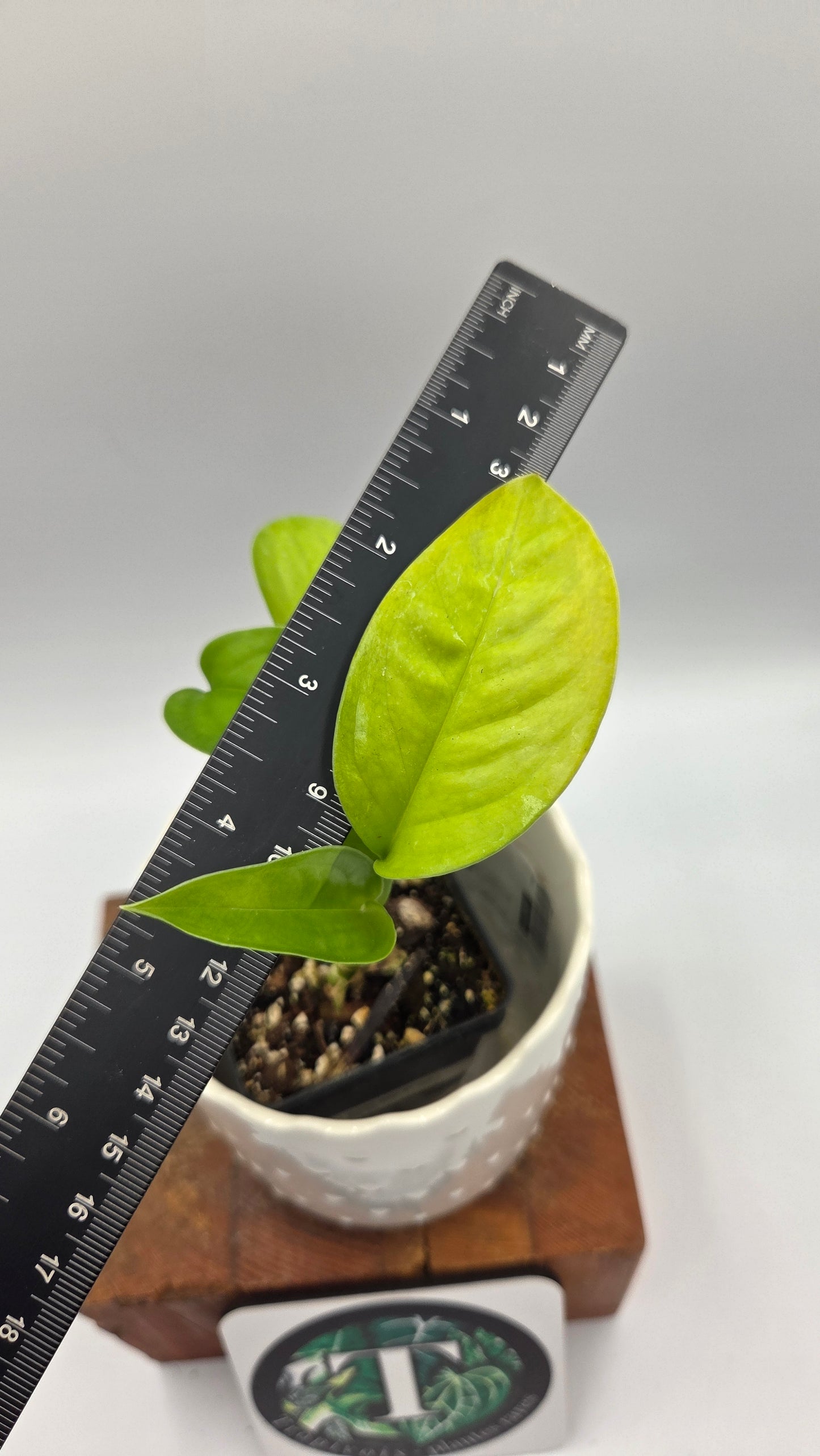 Monstera Obliqua Aff Limon (MON-312)