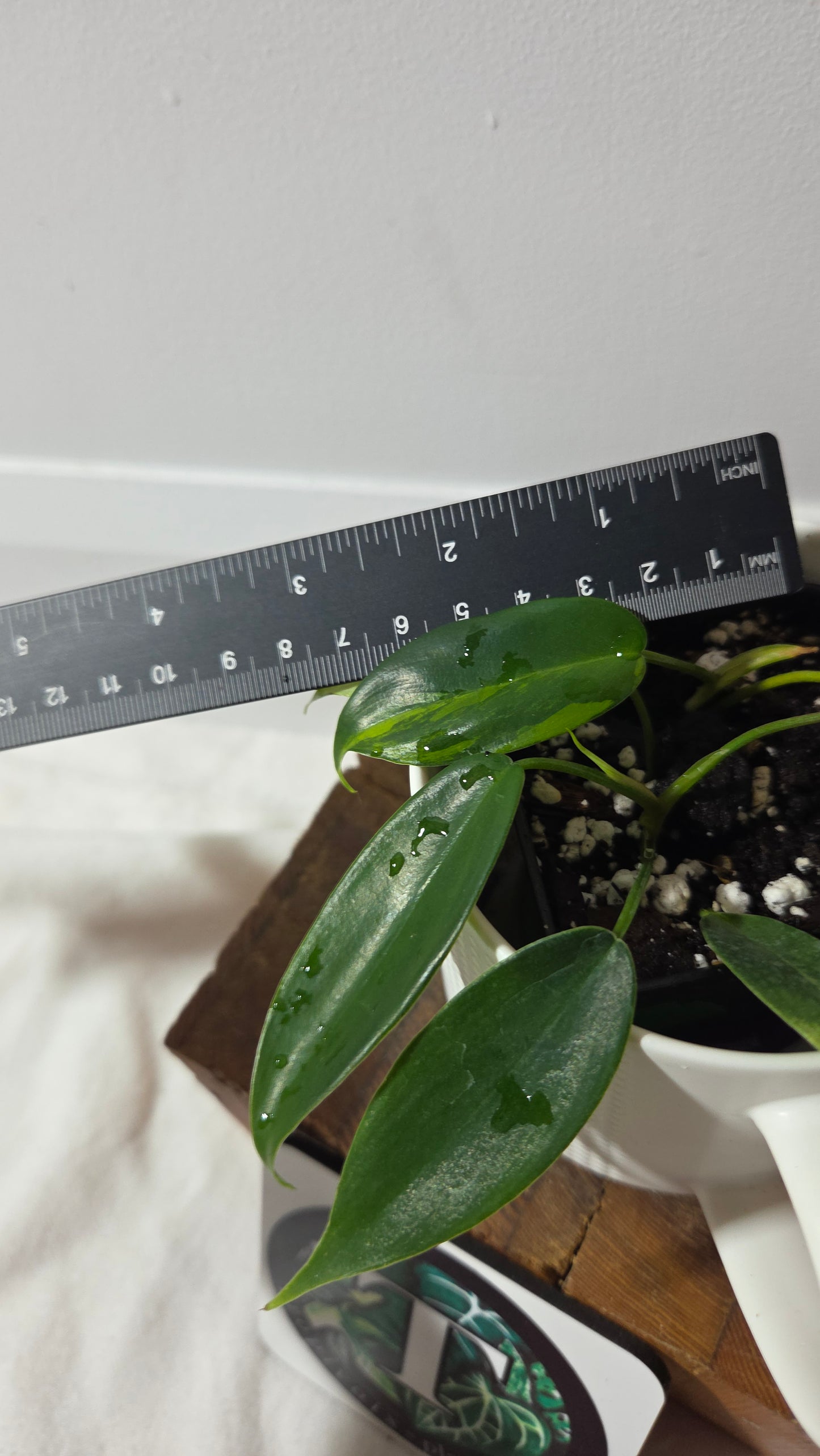 Philodendron Florida Beauty (PHI-1015)