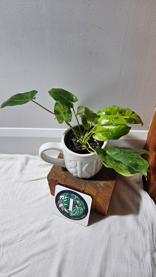 Philodendron BurleMarx Variegata  X Paraiso Verde (PHI-913)