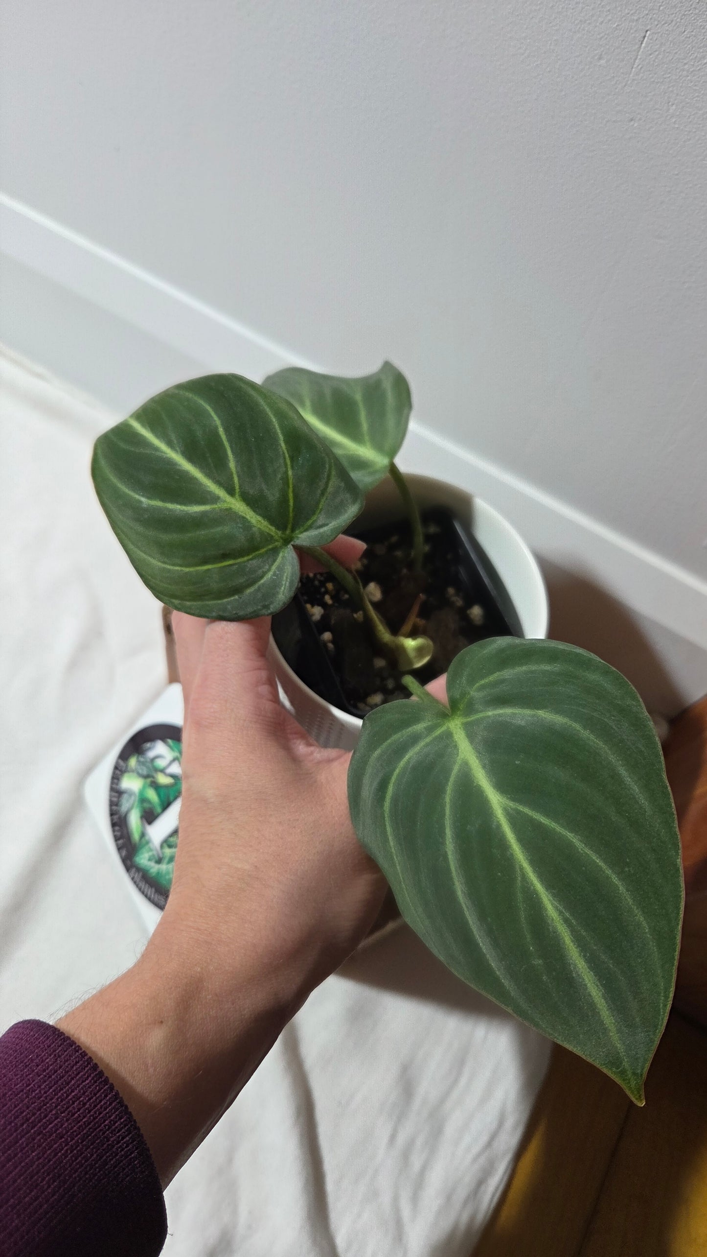 Philodendron Gloriosum Radiante (PHI-1006)
