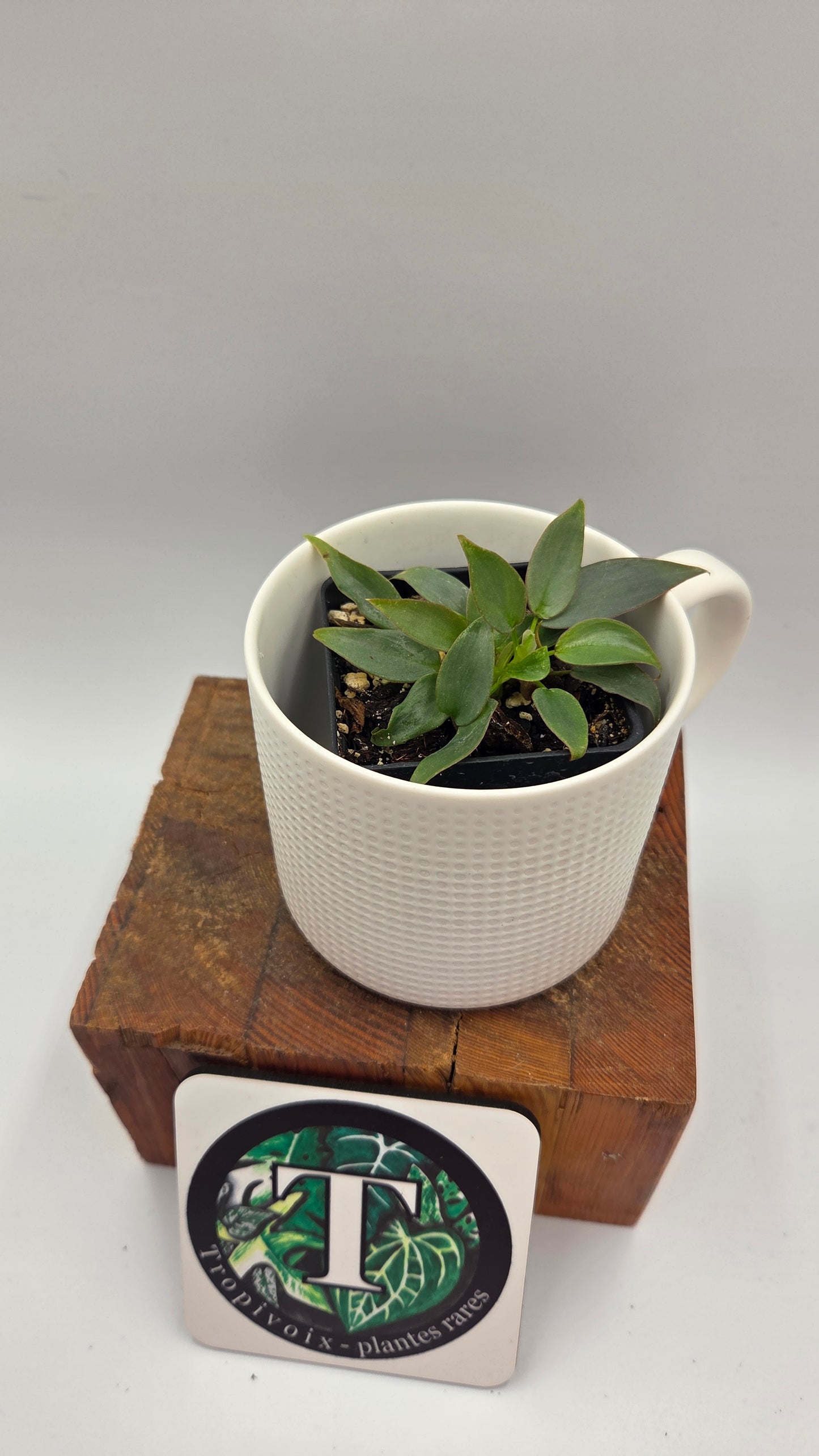 Philodendron Atabenpoense (PHI-050)