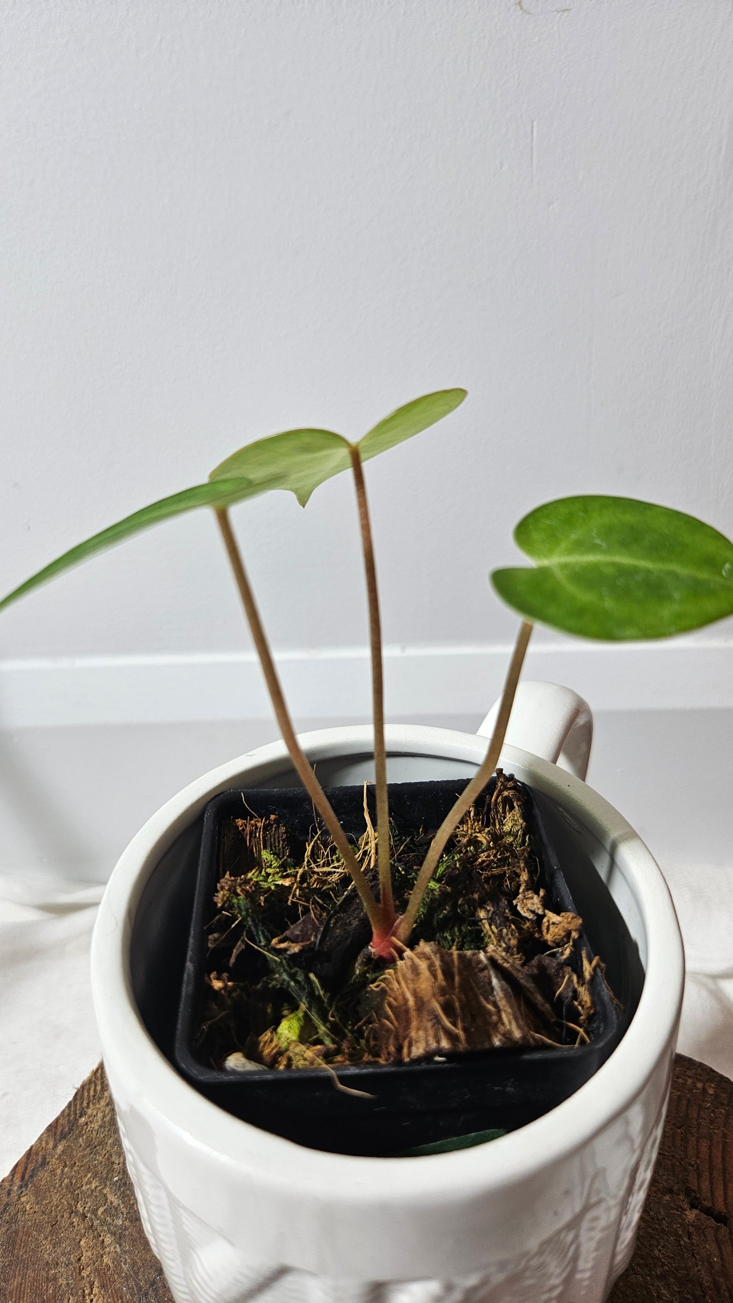 Anthurium  Clarinervium Tarentula "format SEEDLING" (ANT-179)